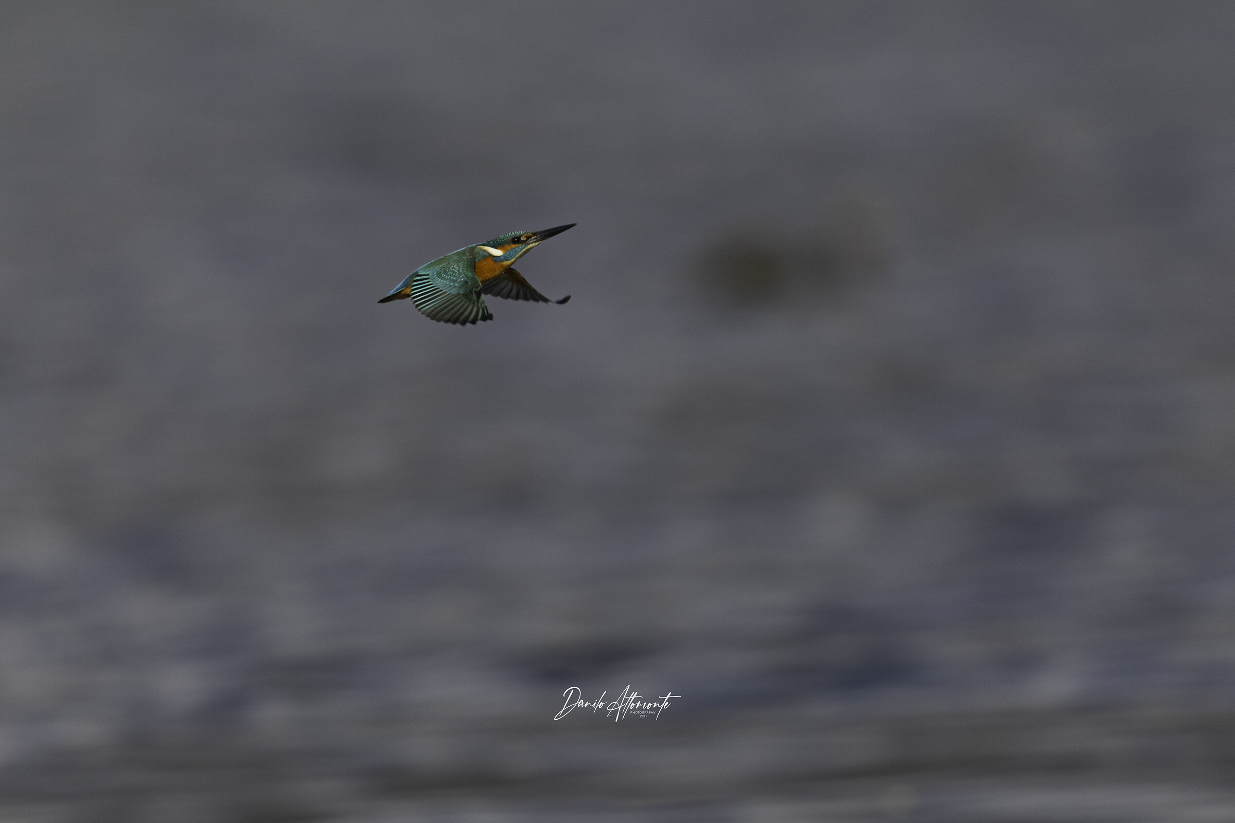 Kingfisher