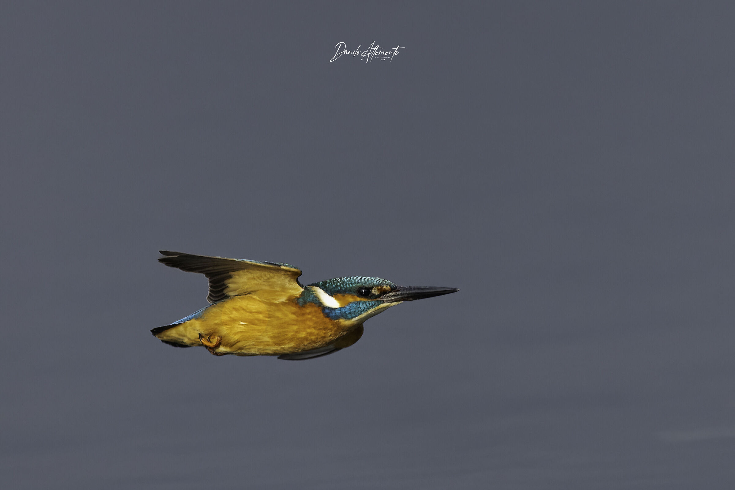 Kingfisher