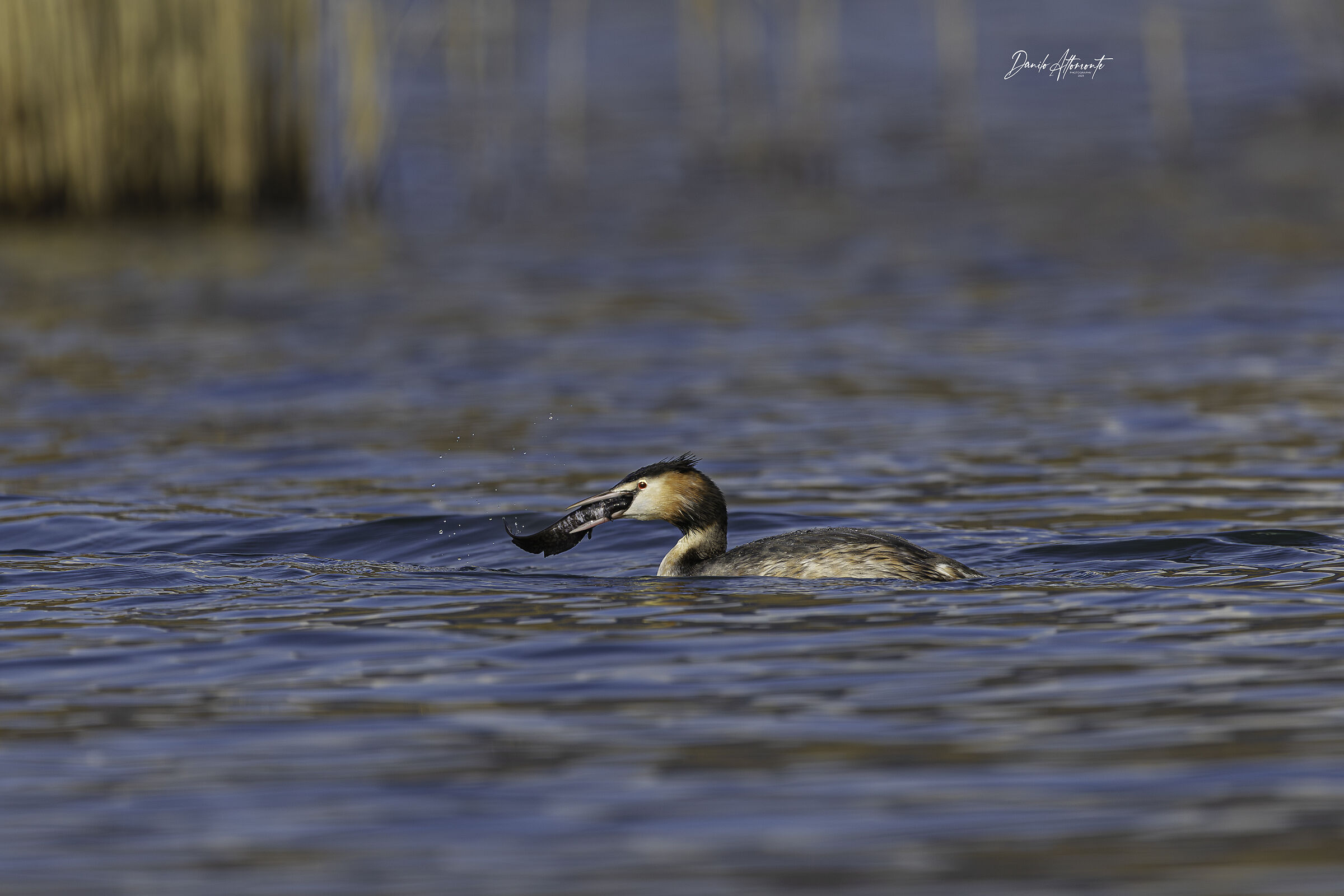 Grebe