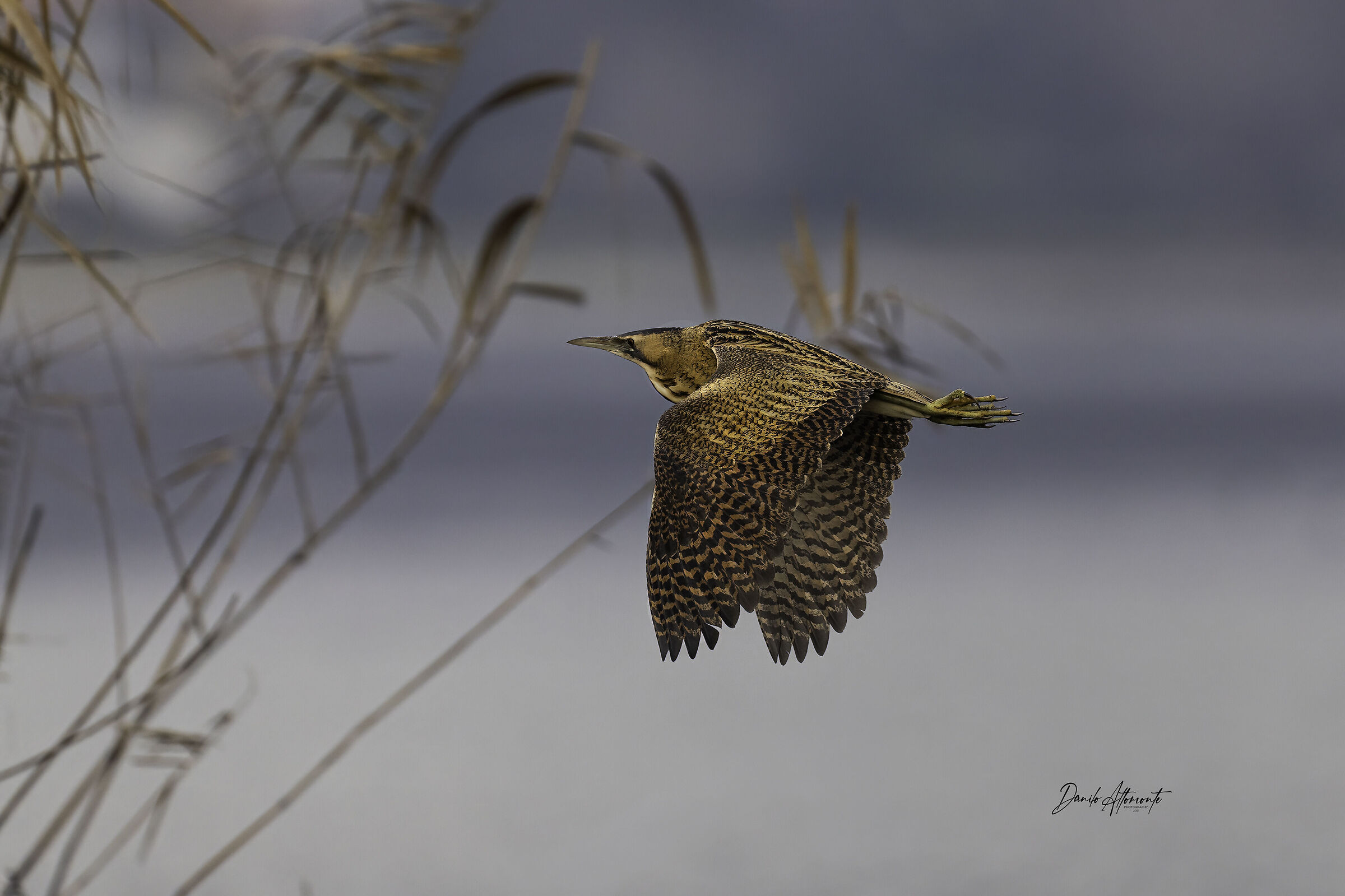 Bittern