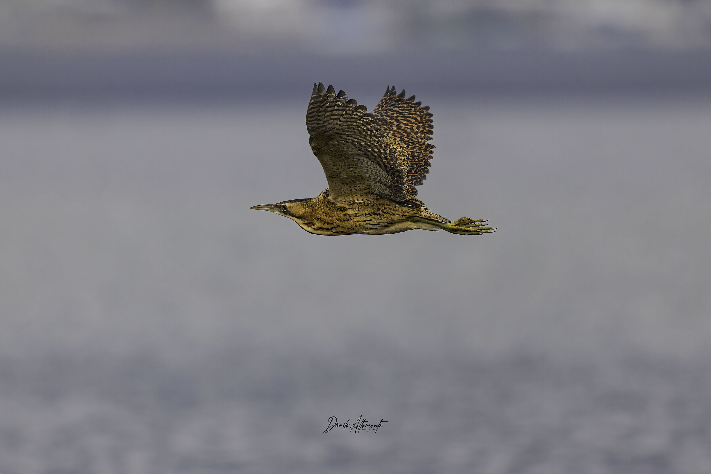 Bittern