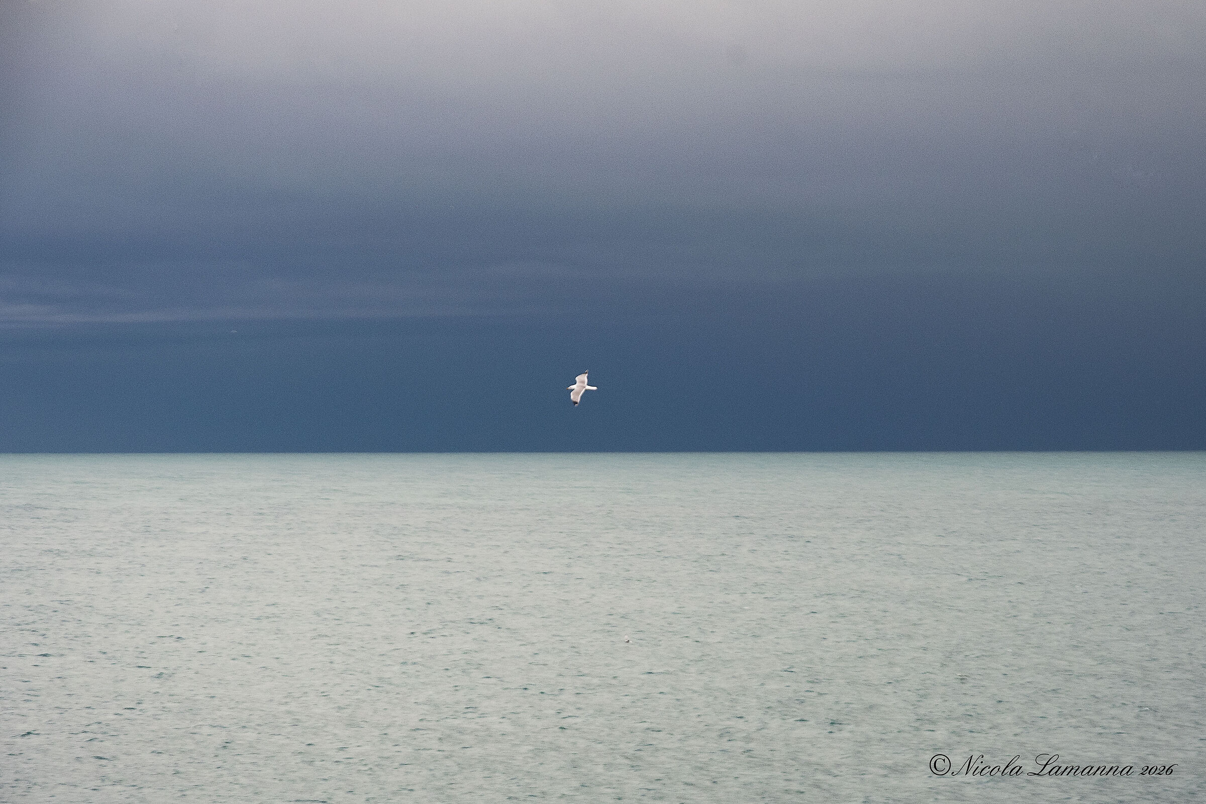 THE SEAGULL AND THE HORIZON