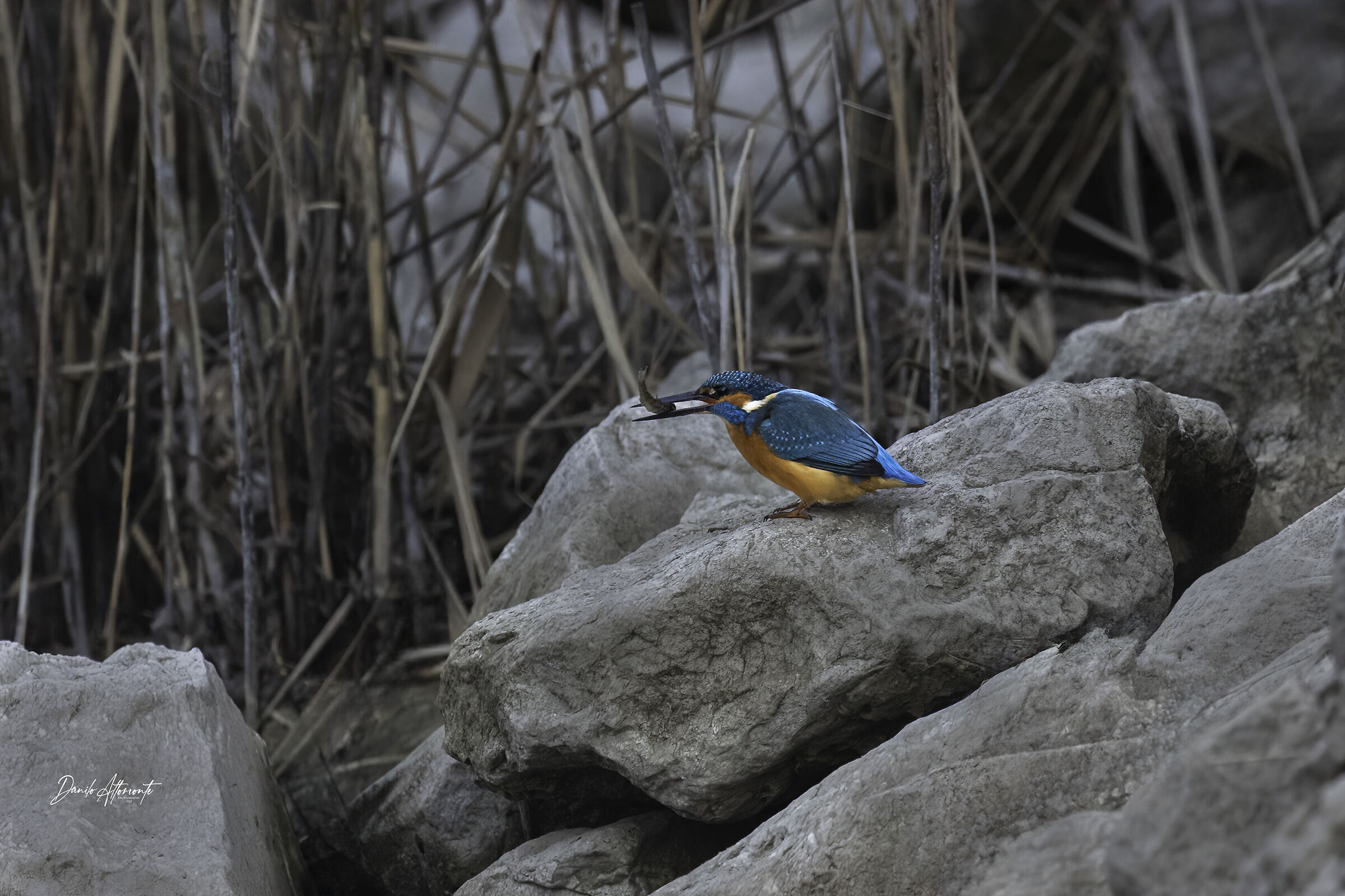 Kingfisher