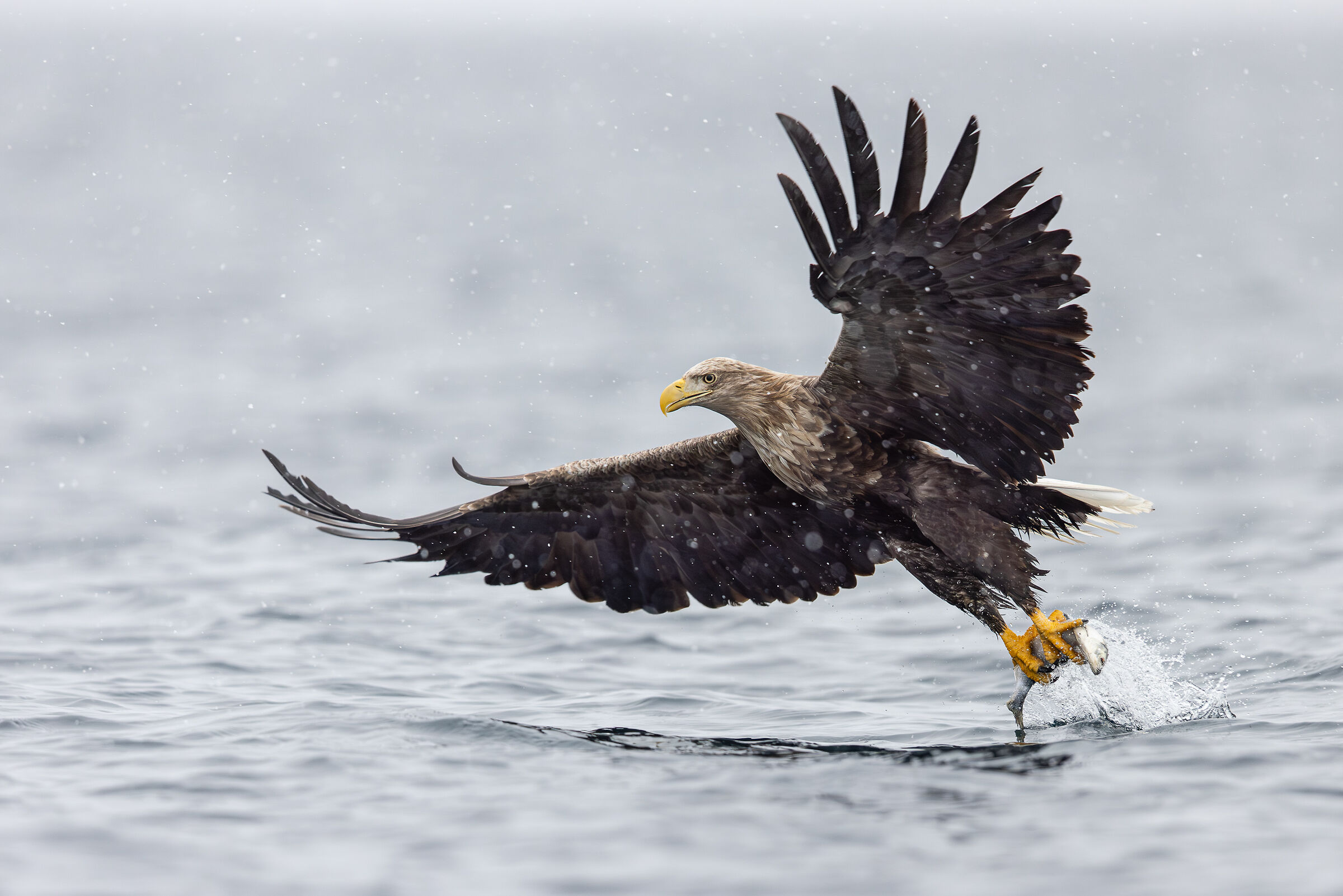 2025 Inverno, Giappone Selvaggio