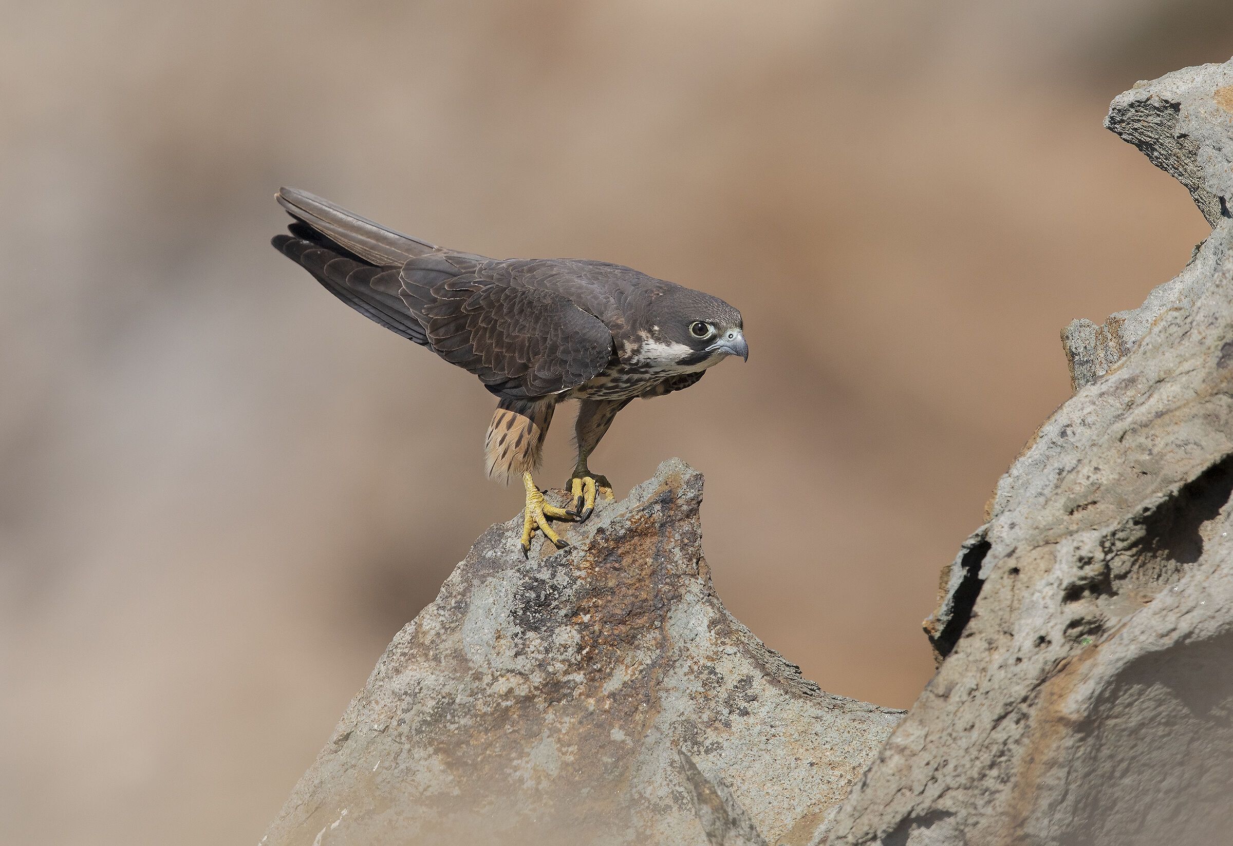 falco della regina (falco eleonorae)