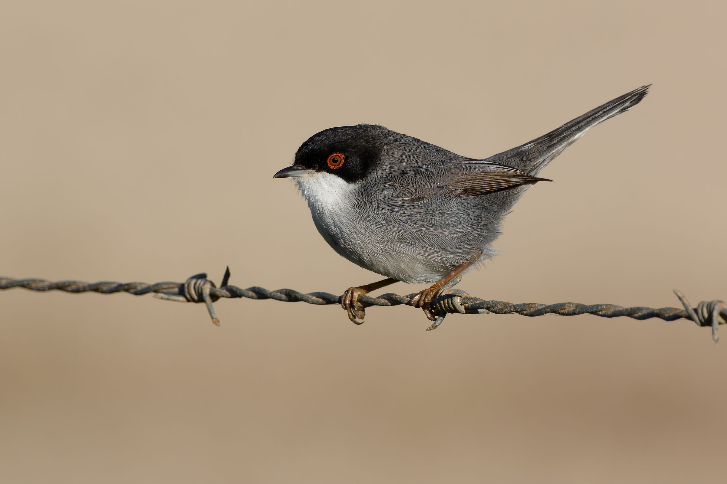 Parula sarda
