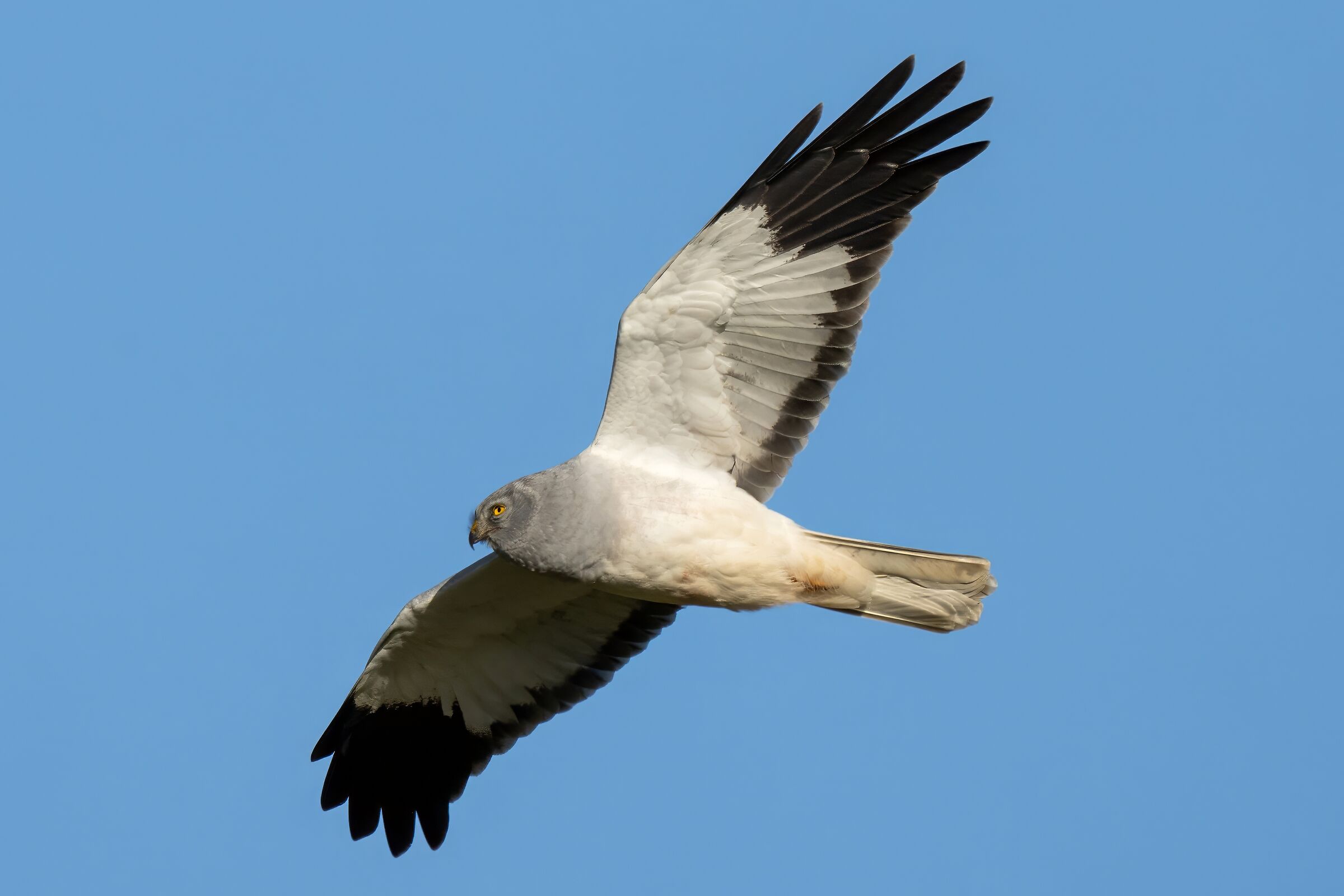 Albanella reale (Circus cyaneus)