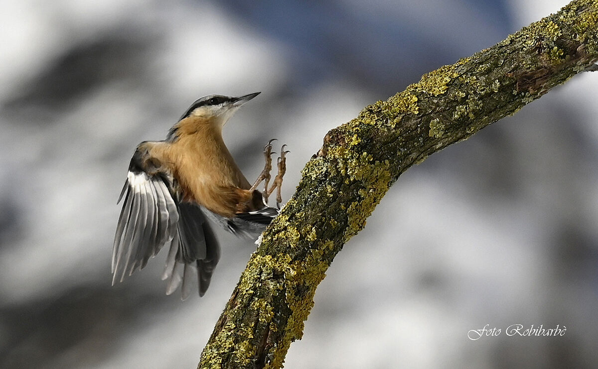 Arriva il Muratore...