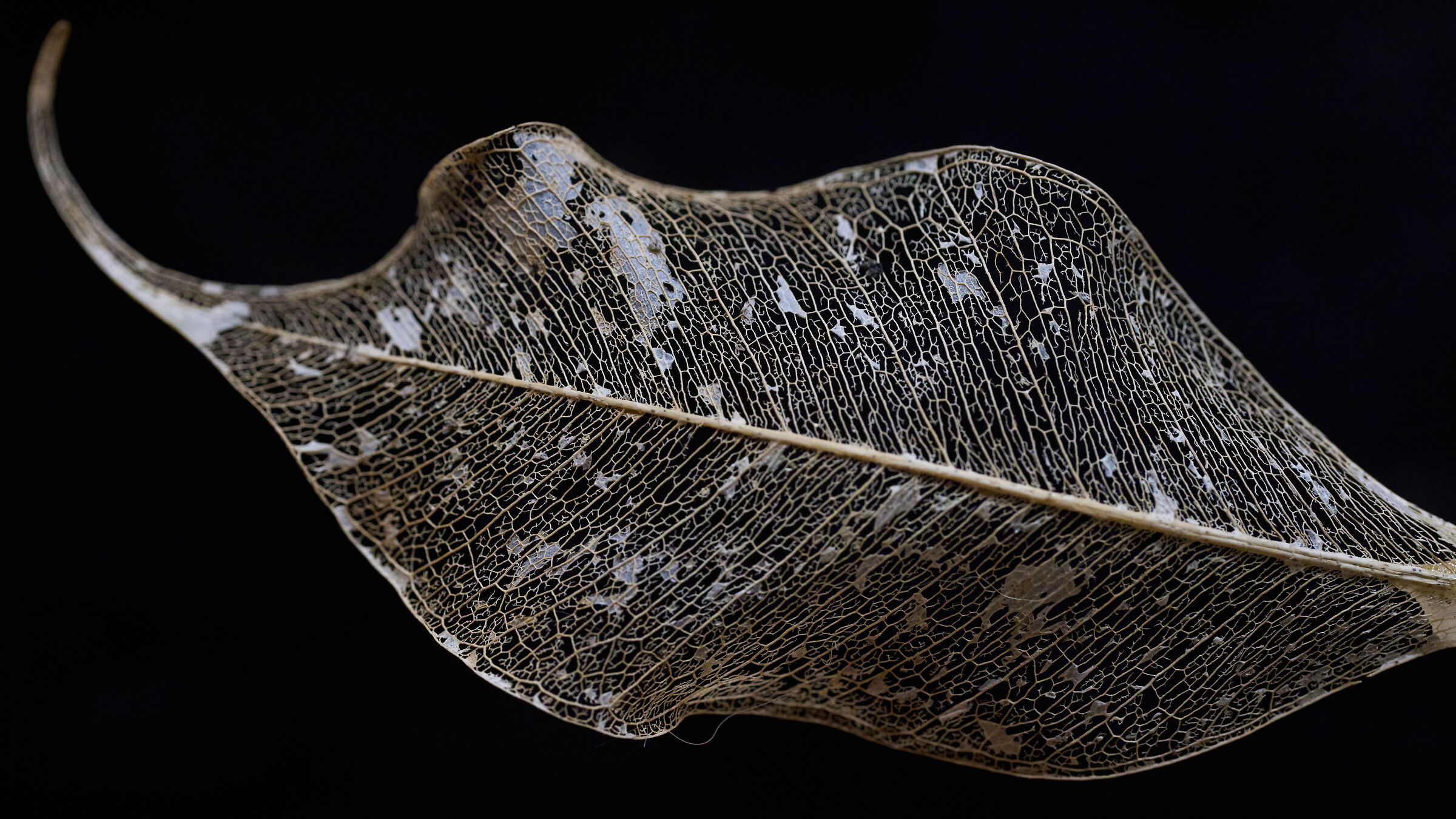 Handheld test shot of the Sony 100 macro