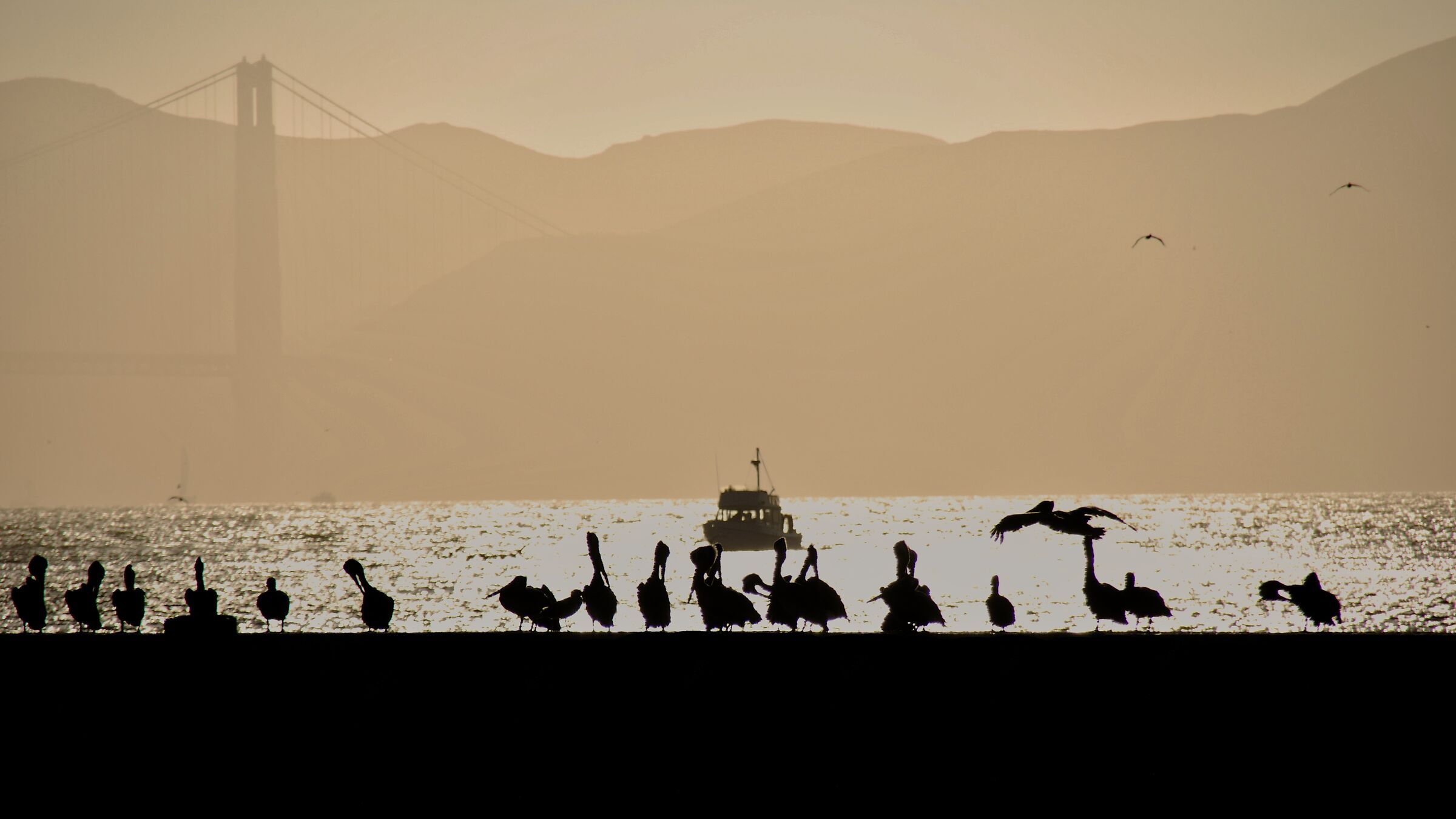 Brown Pelicans / San Francisco Bay