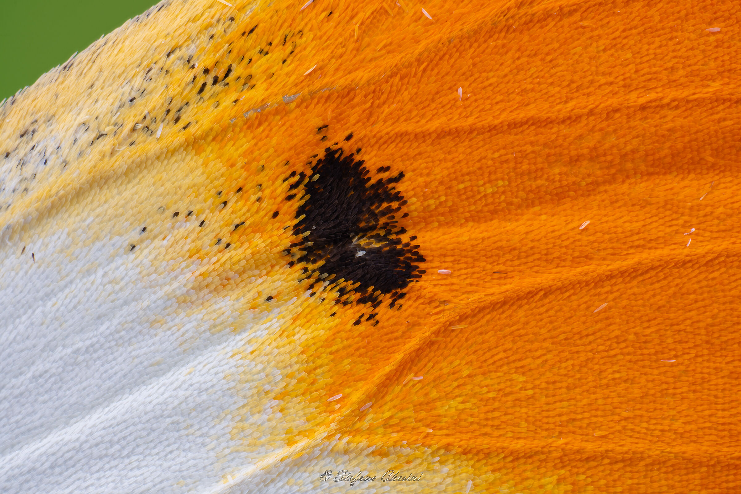 Anthocharis cardamines flakes