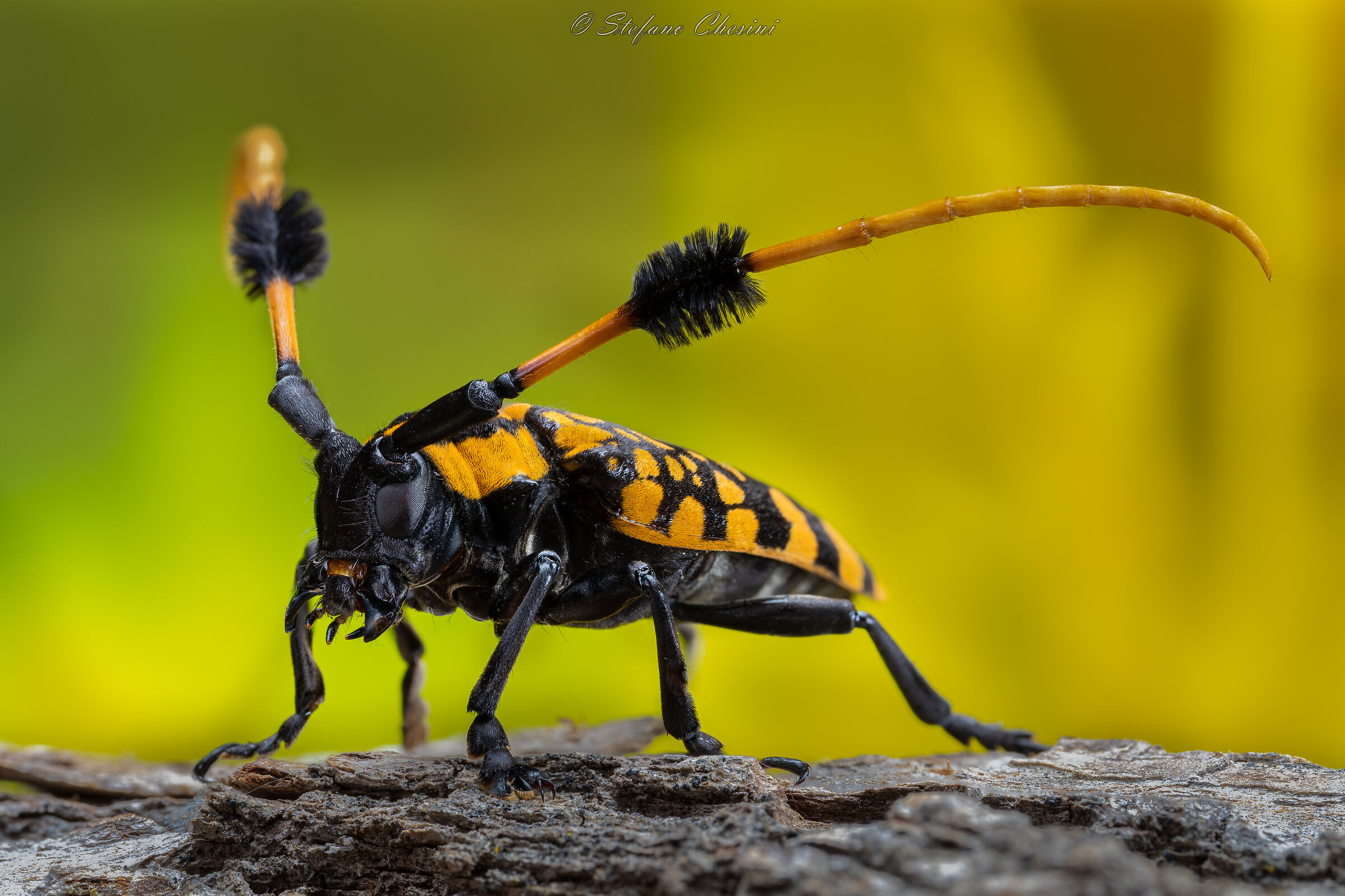 Aristobia Approximator - Thailand