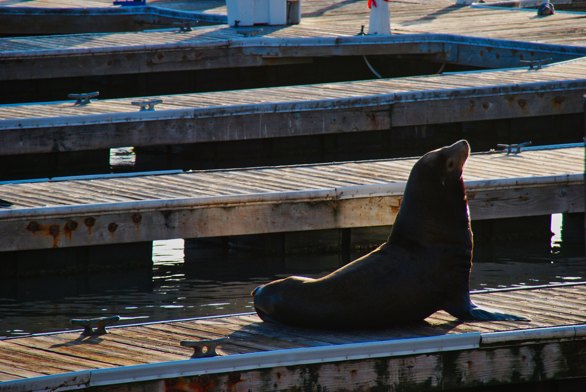 Seal in San Francisco Bay
