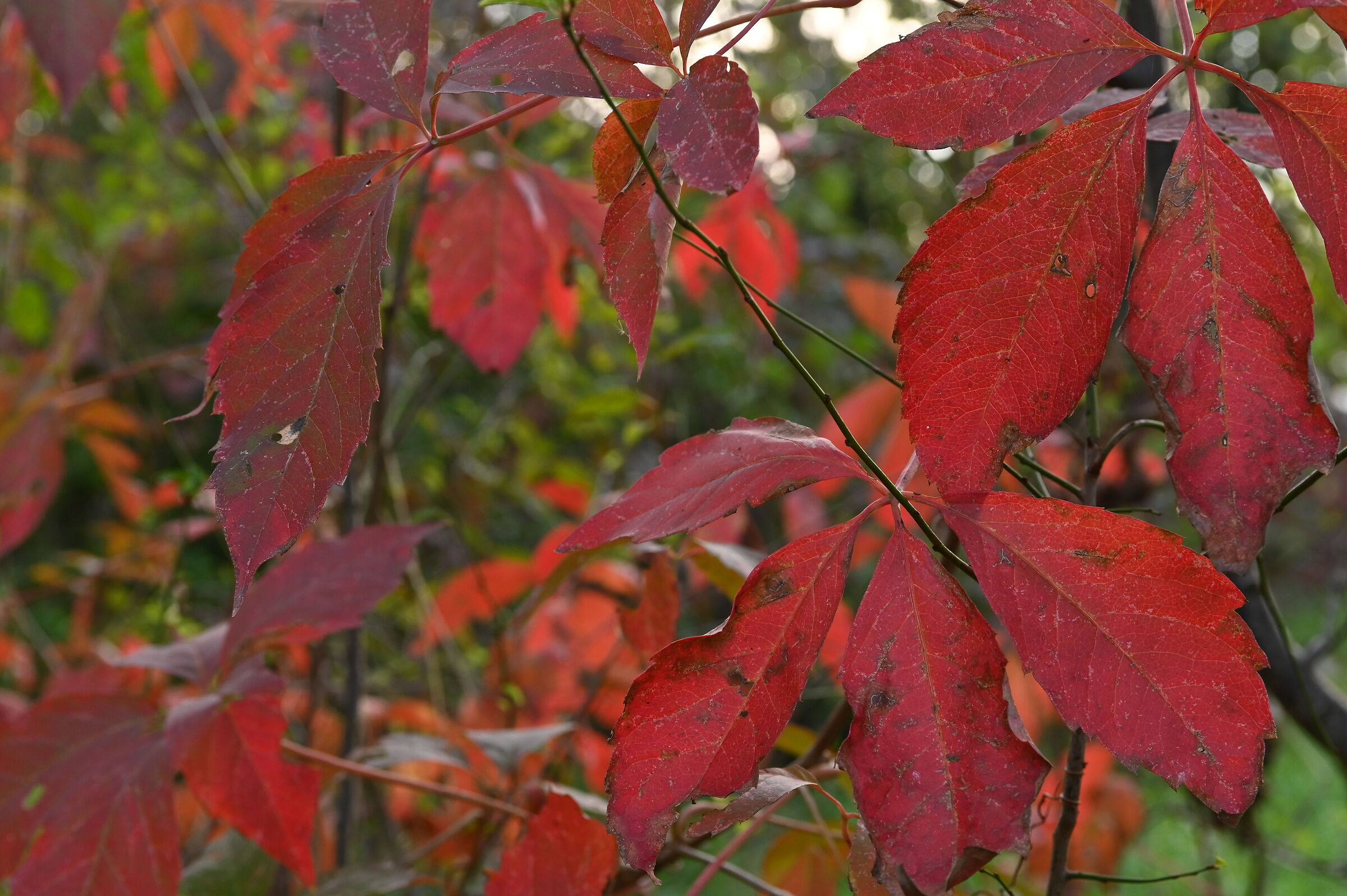 Red Autumn