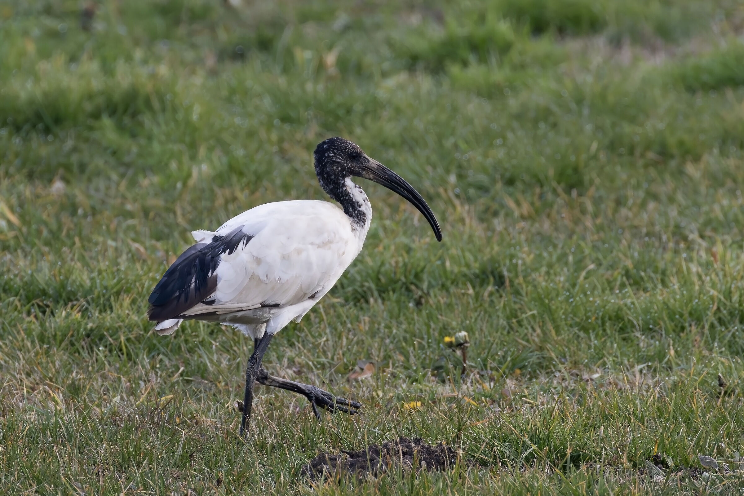 Ibis