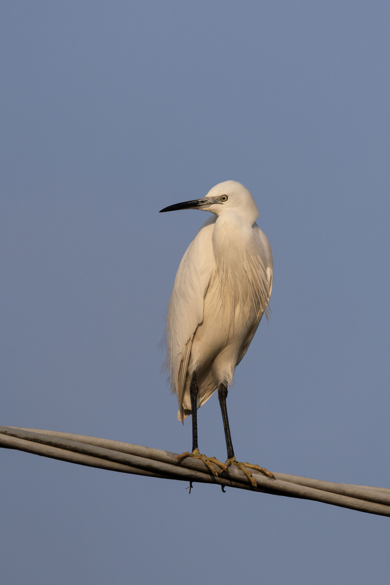 Little Egret