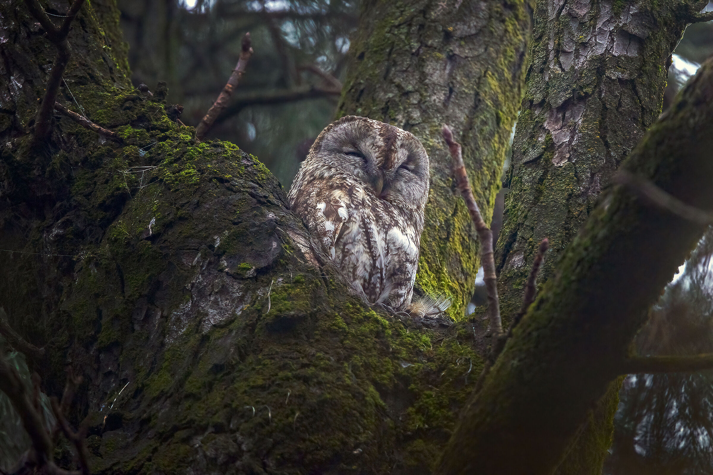 Tawny Owl