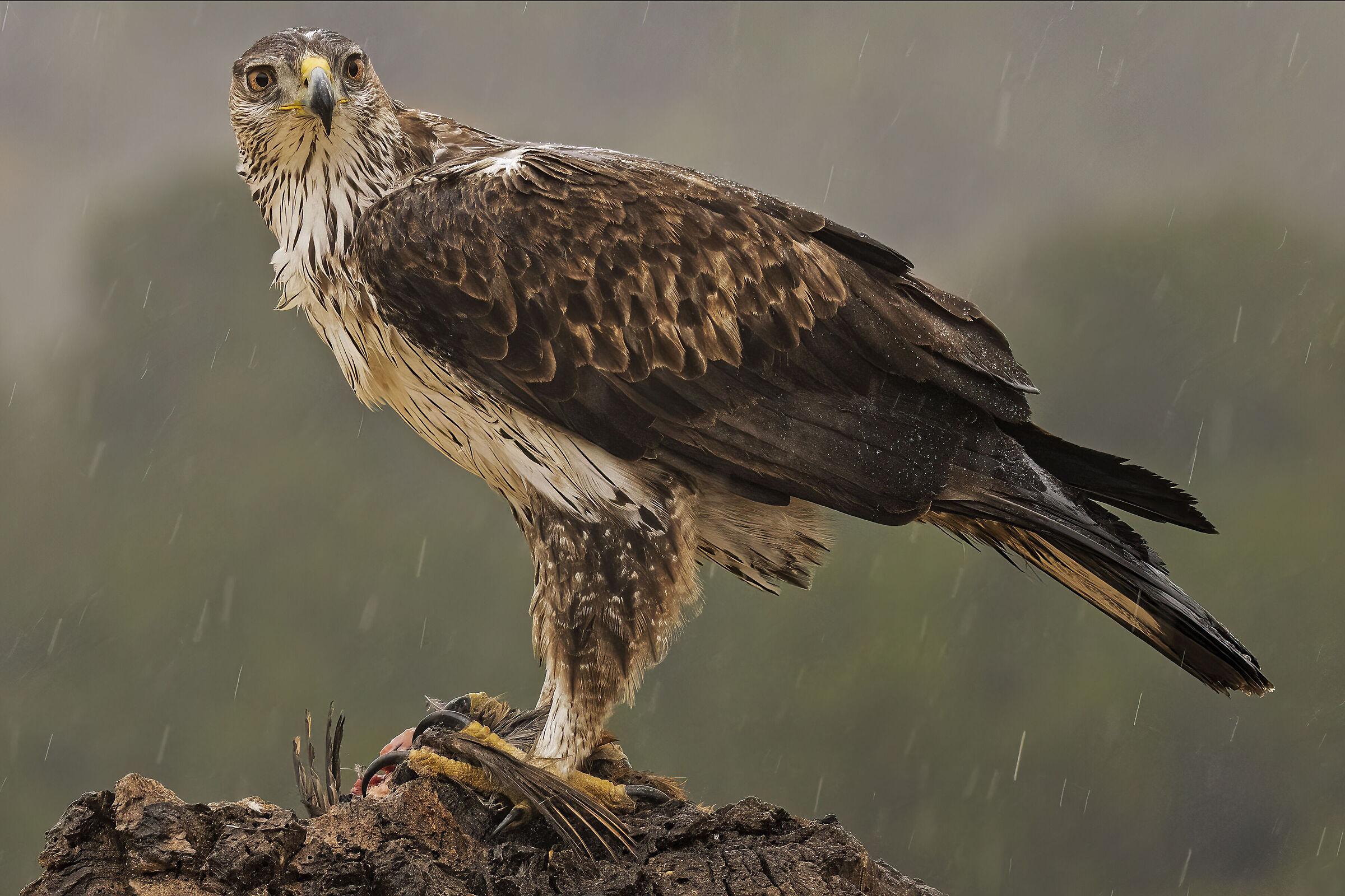 Aquila fasciata o del Bonelli
