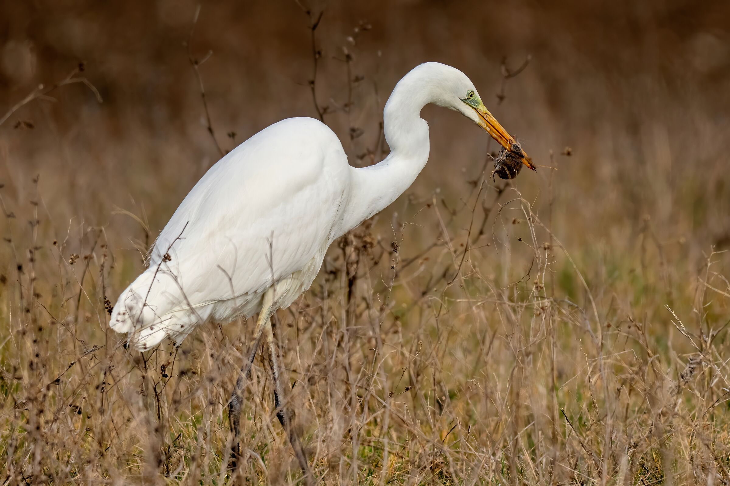 Great Egret hunting