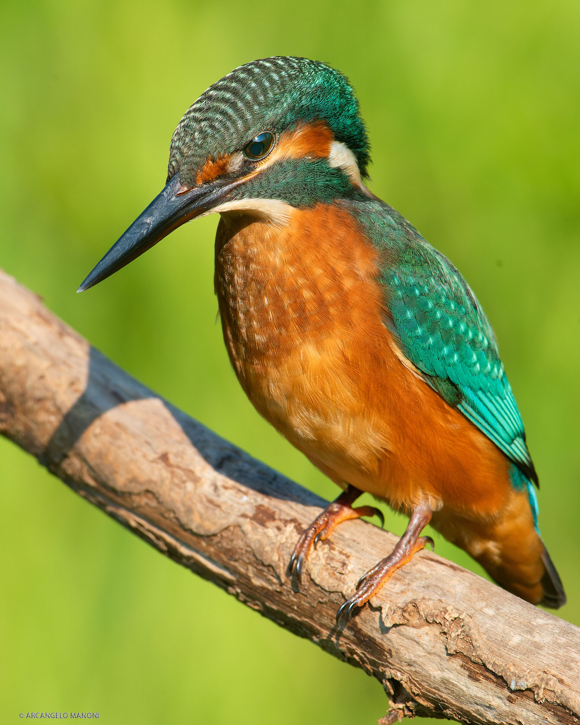 Il signore del fiume