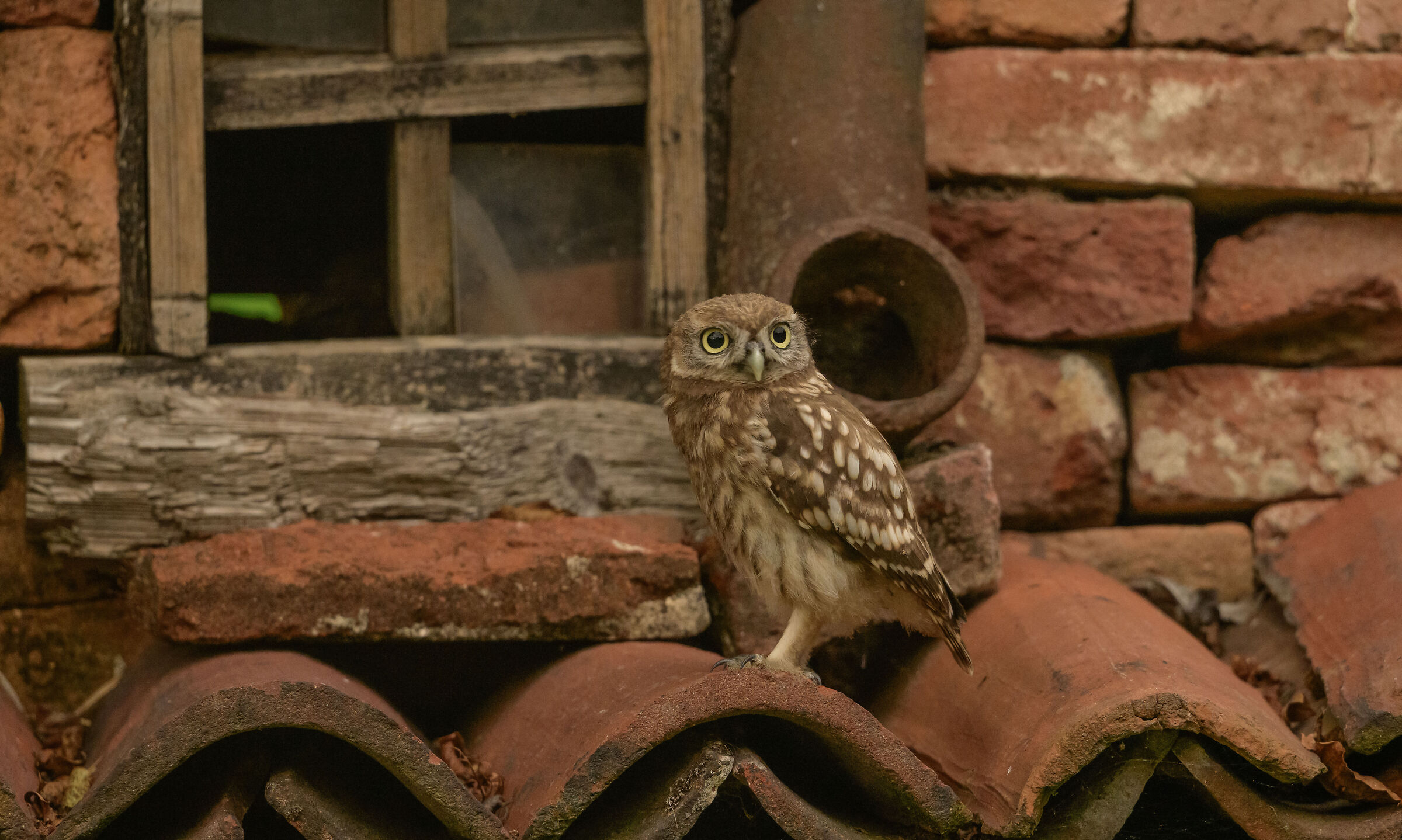 Common owl