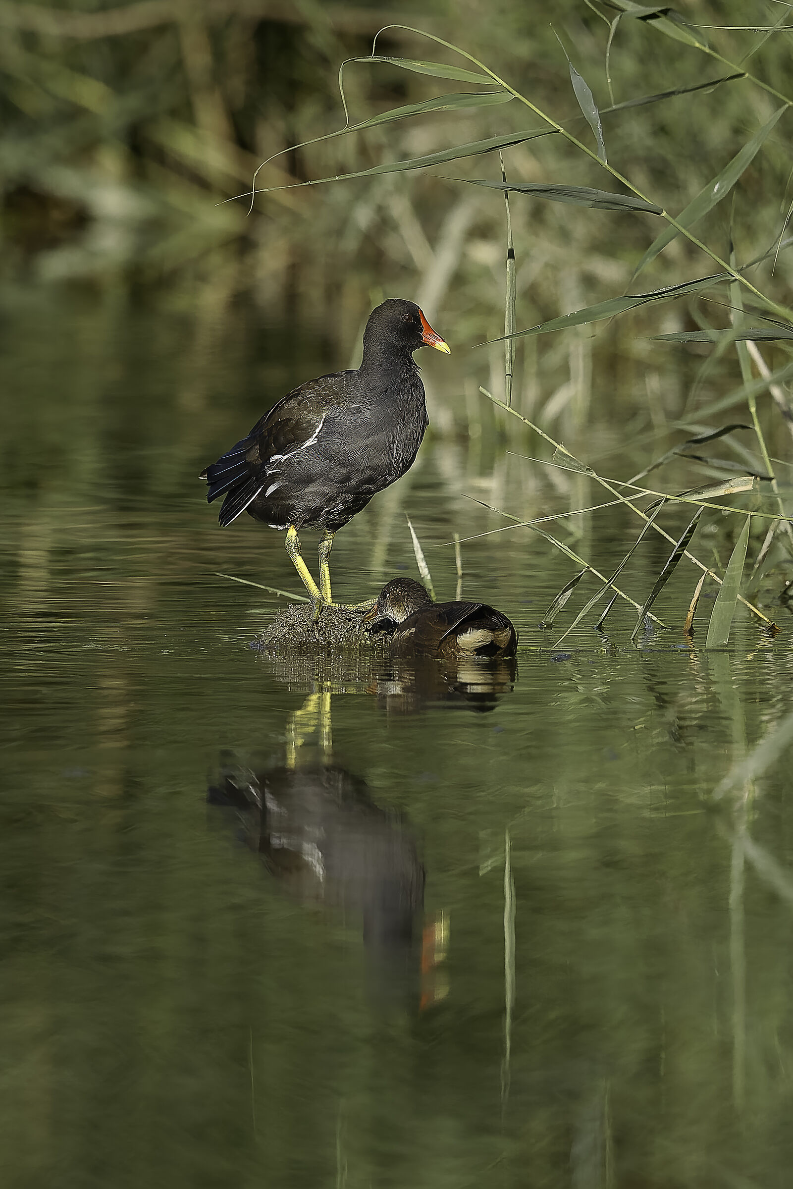 Gallinella d'acqua con pullo