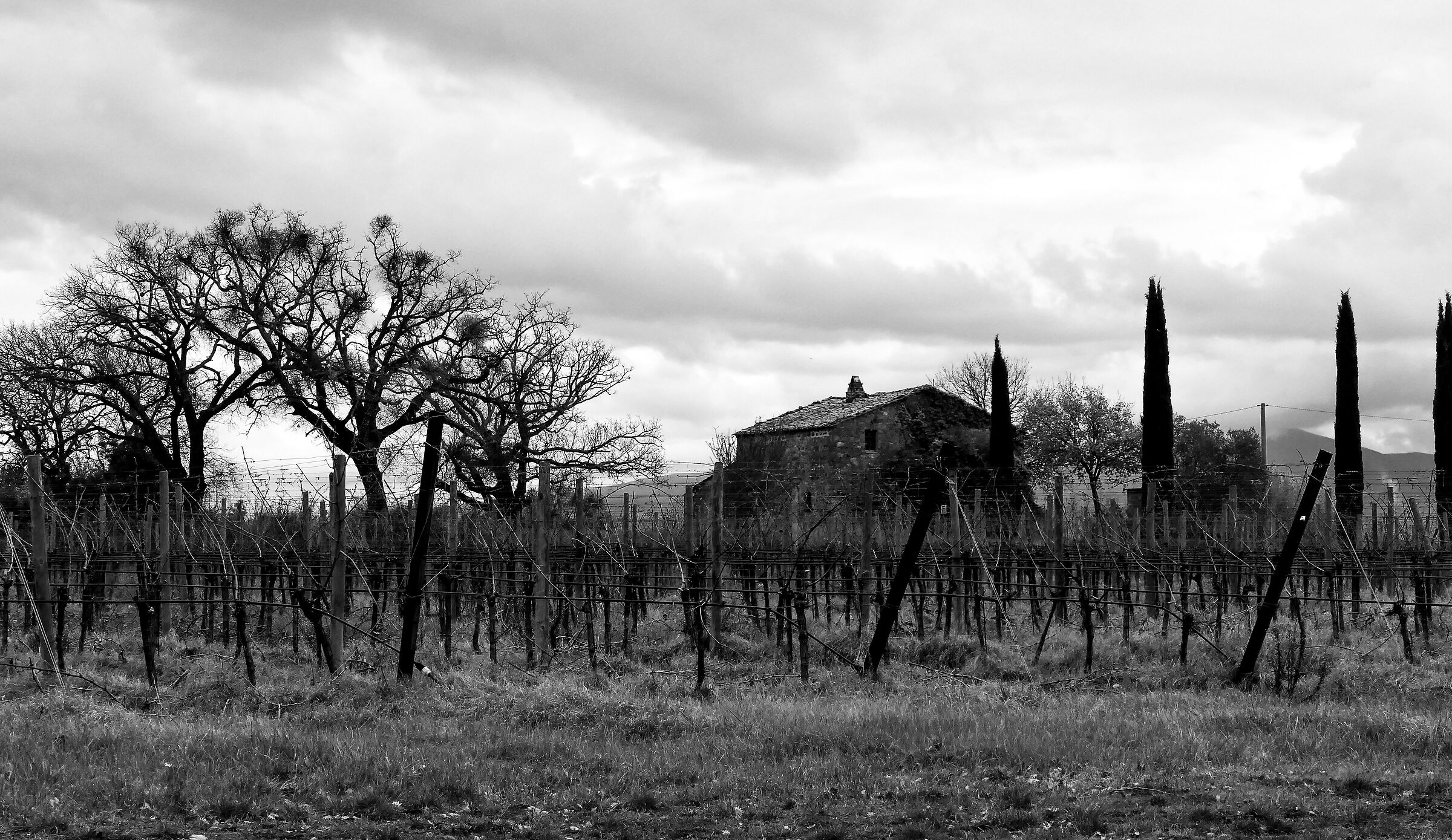 Winter landscape, Montalcino surroundings