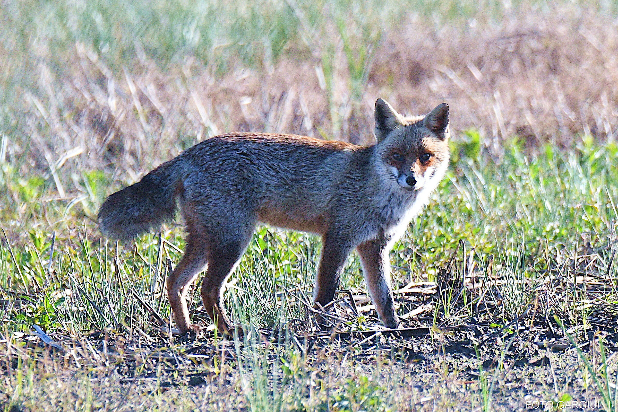 Fox