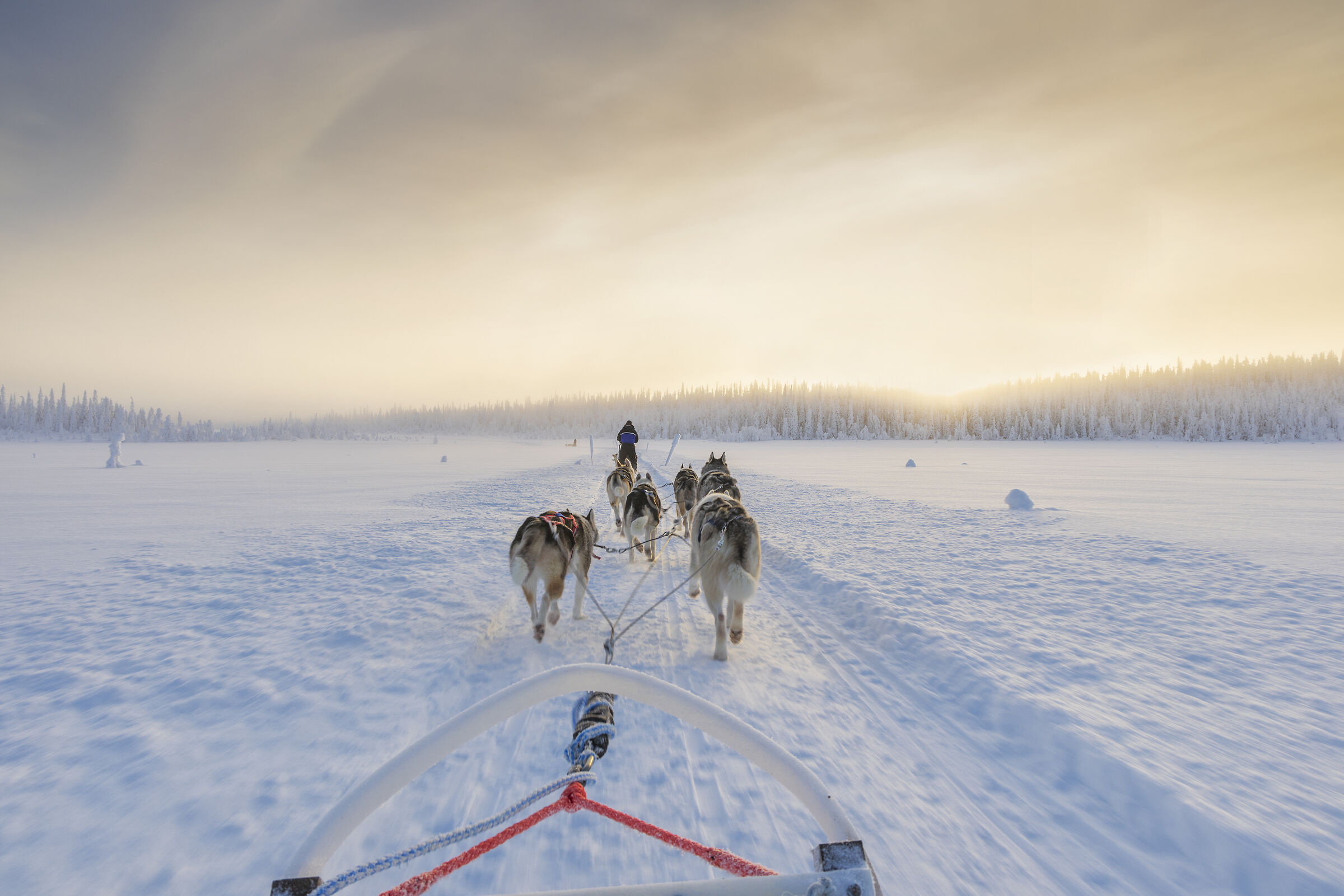 sled dogs