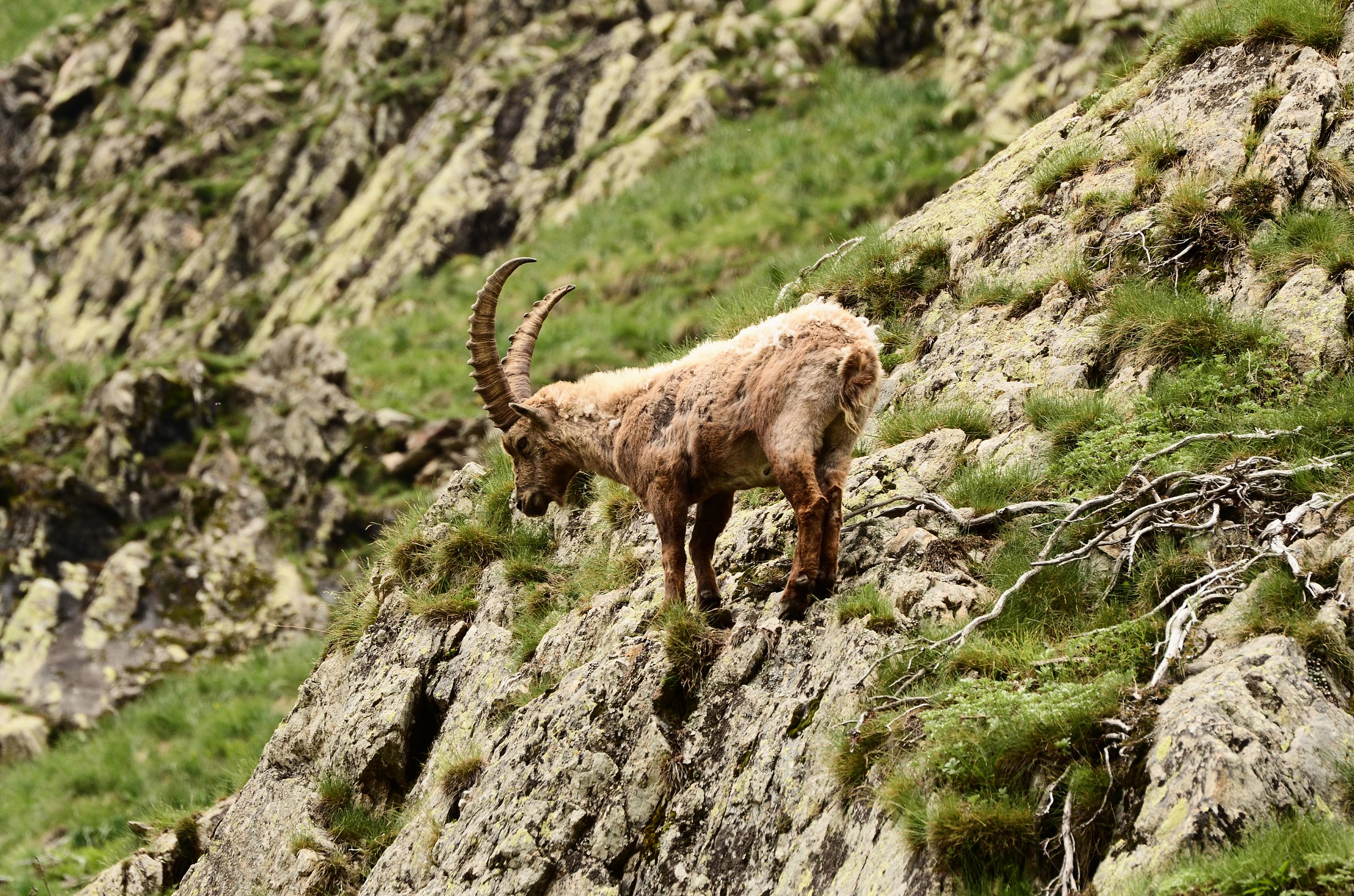 Capra ibex - Stambecco