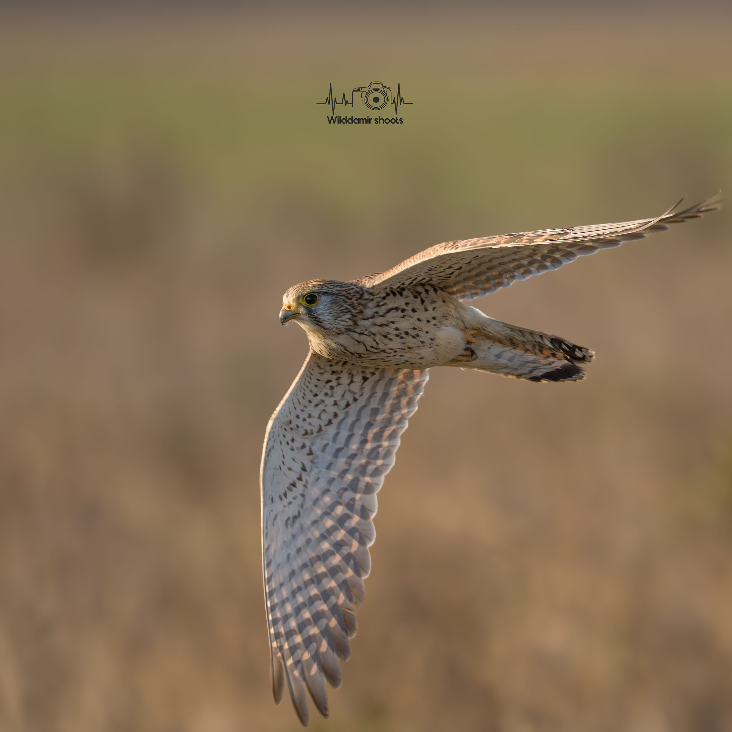 Kestrel