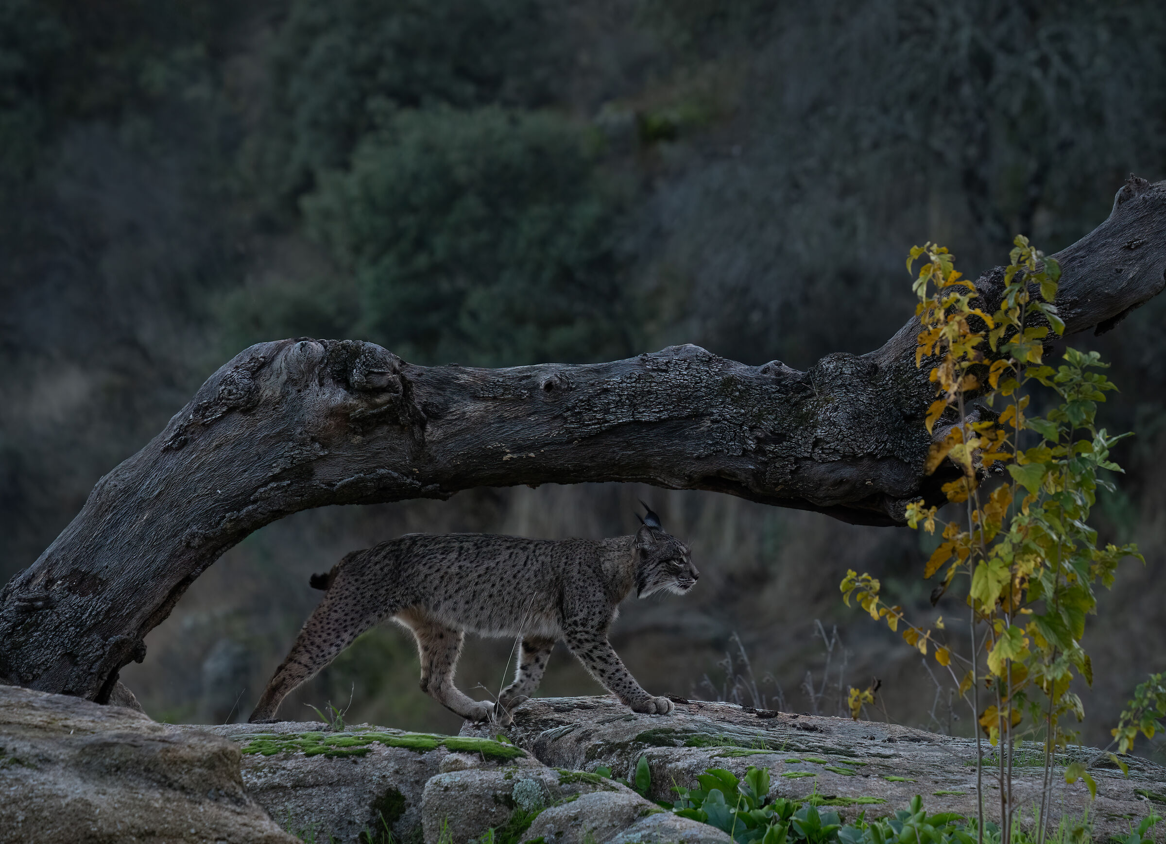 Iberian Lynx