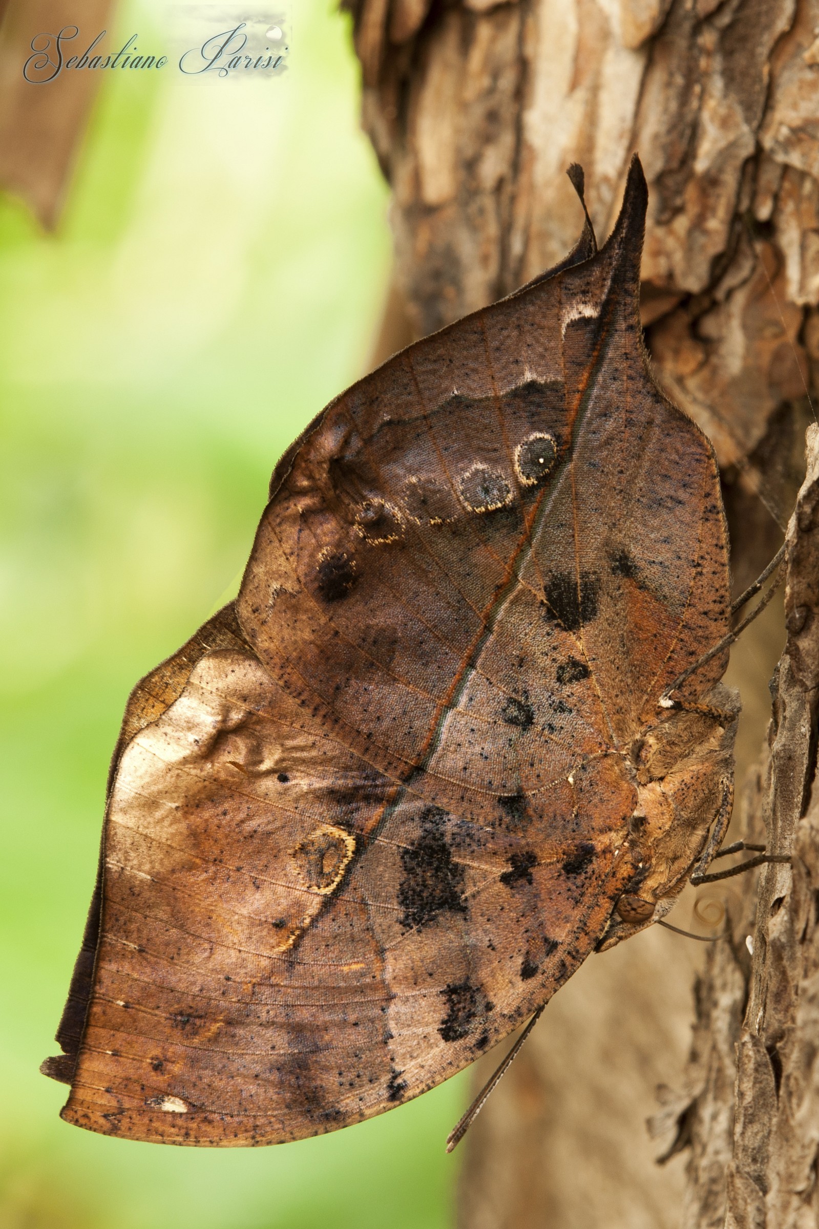 Butterfly leaf dry (Kallima Paralekta)