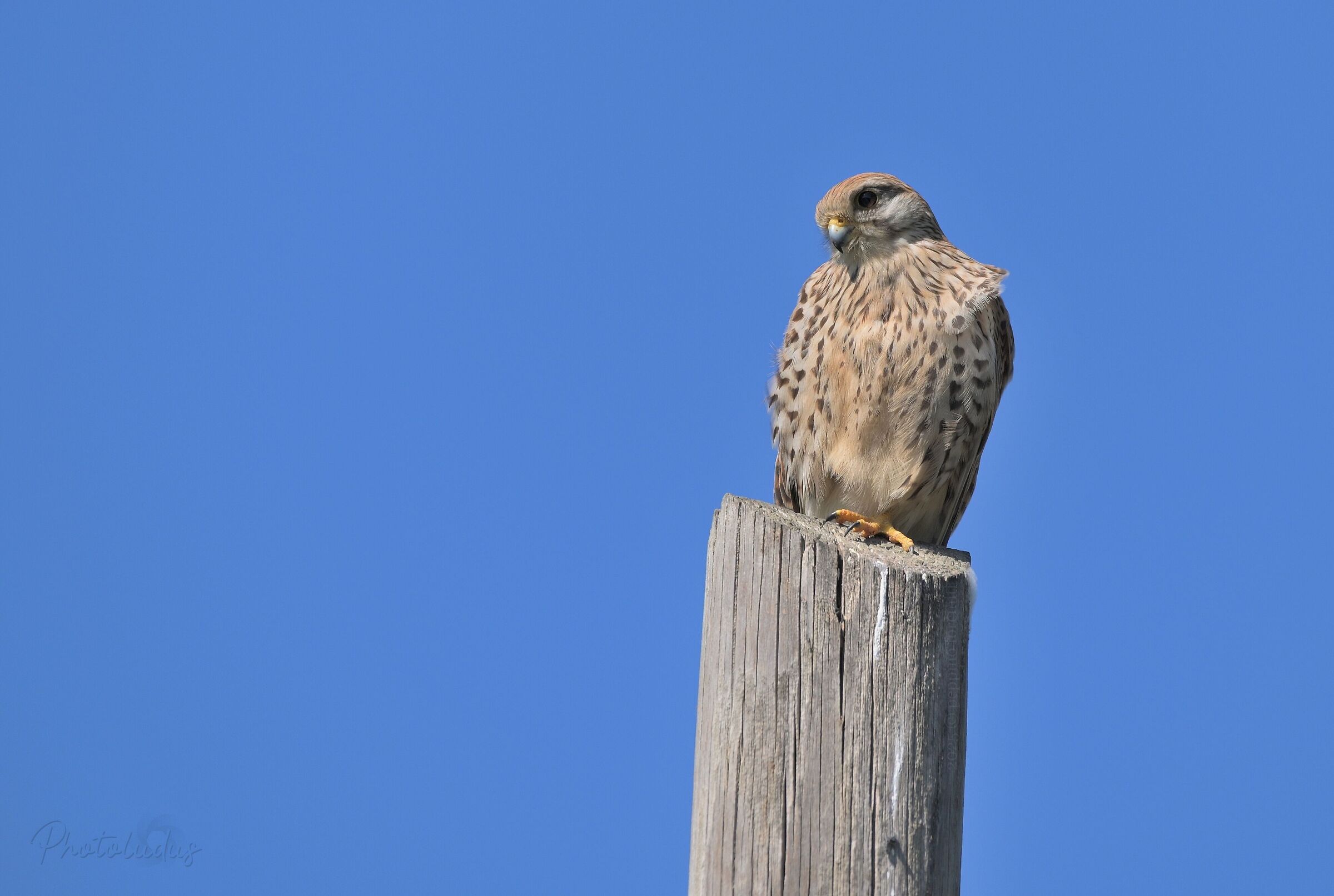 Kestrel (Falco tinnunculus)