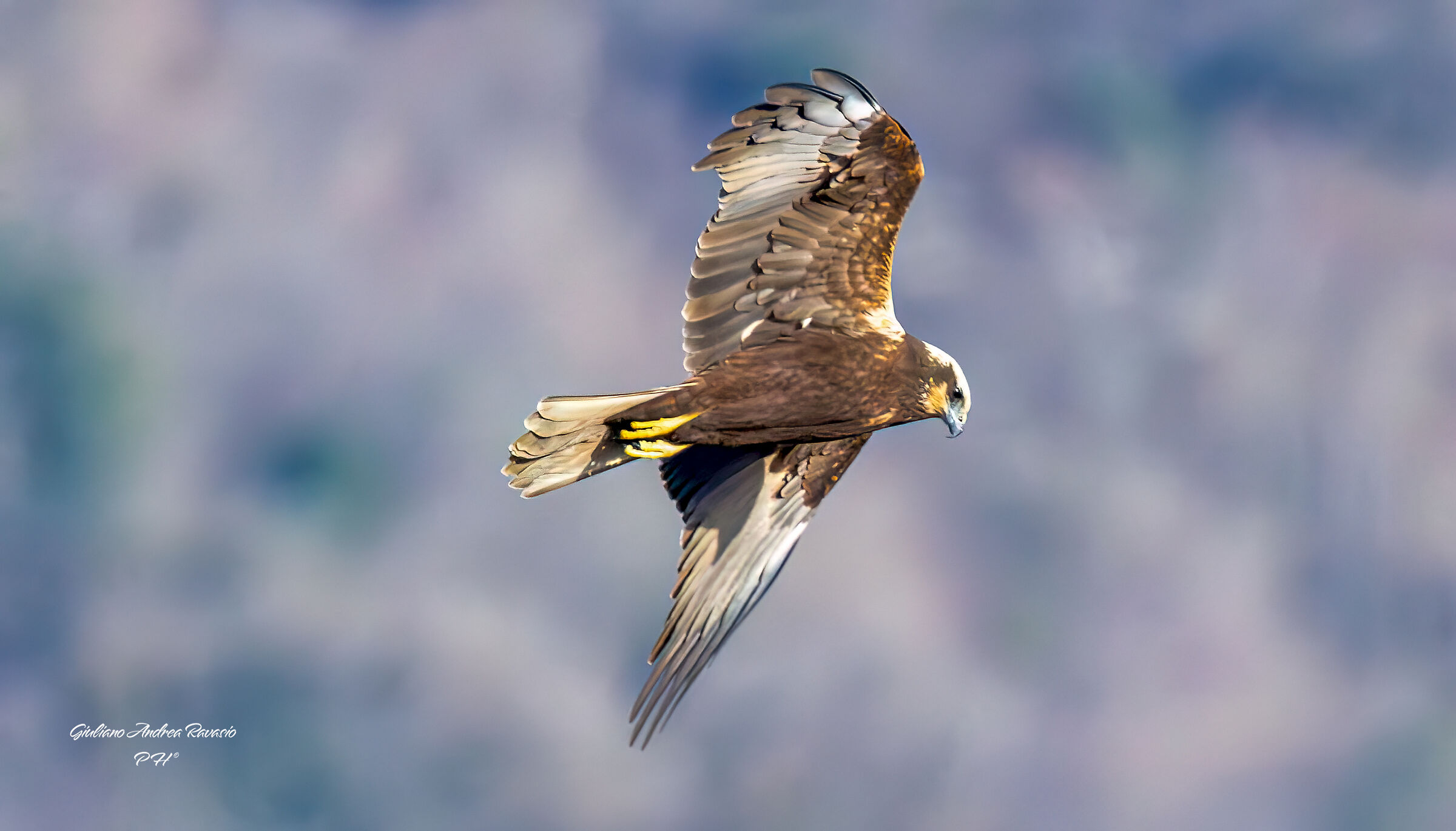 Marsh Harrier f.