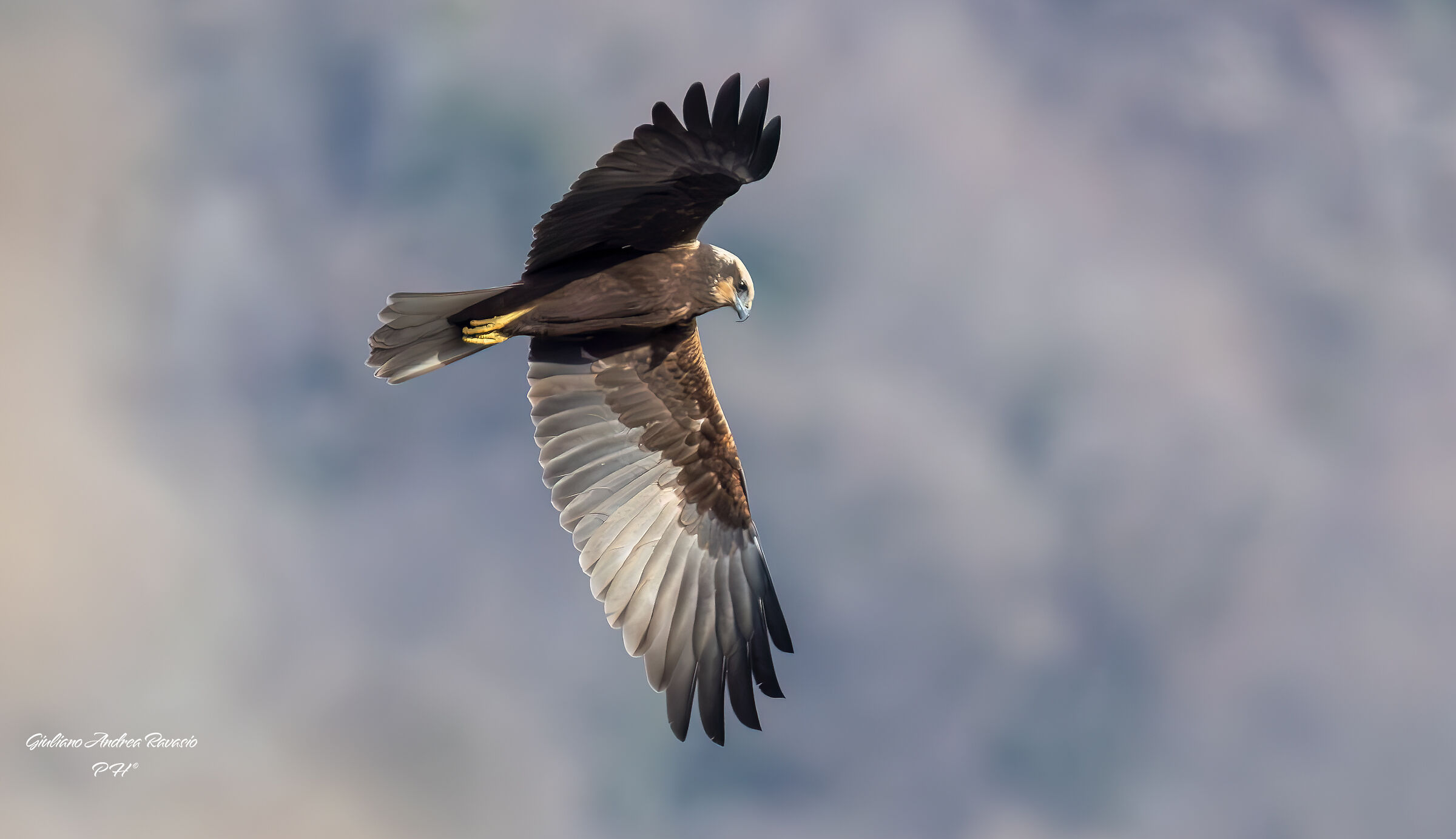 The Marsh Harrier