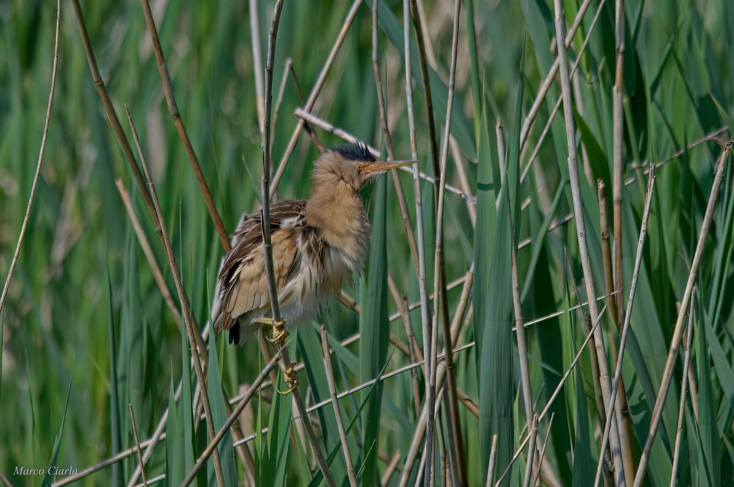 Tarabusìno (Ixobrychus minutus )
