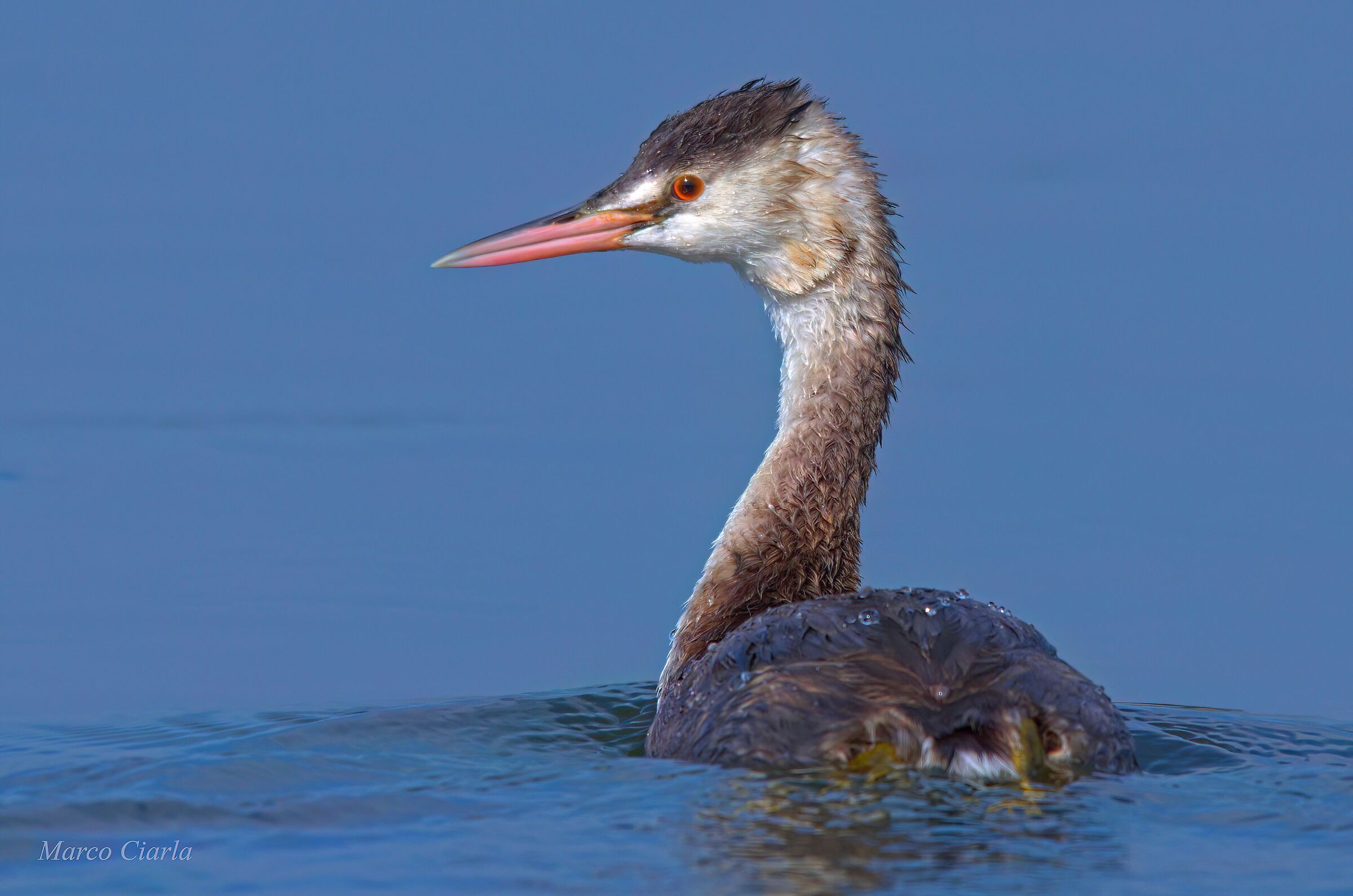 Svasso maggiore (Podiceps cristatus)