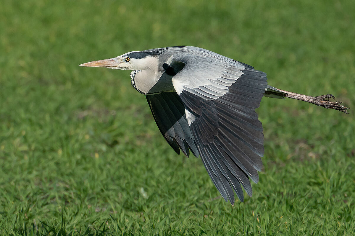 Grey Heron