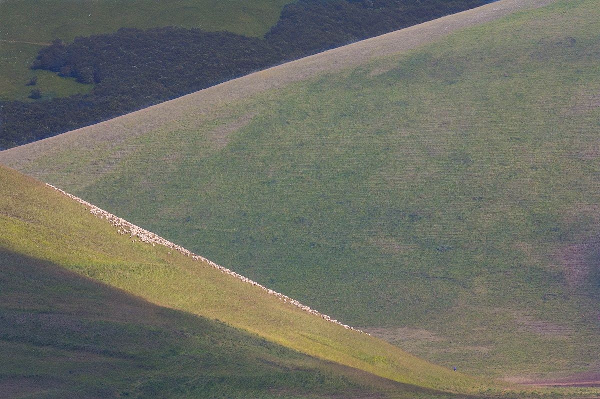 Castelluccio 9 - gregge al pascolo