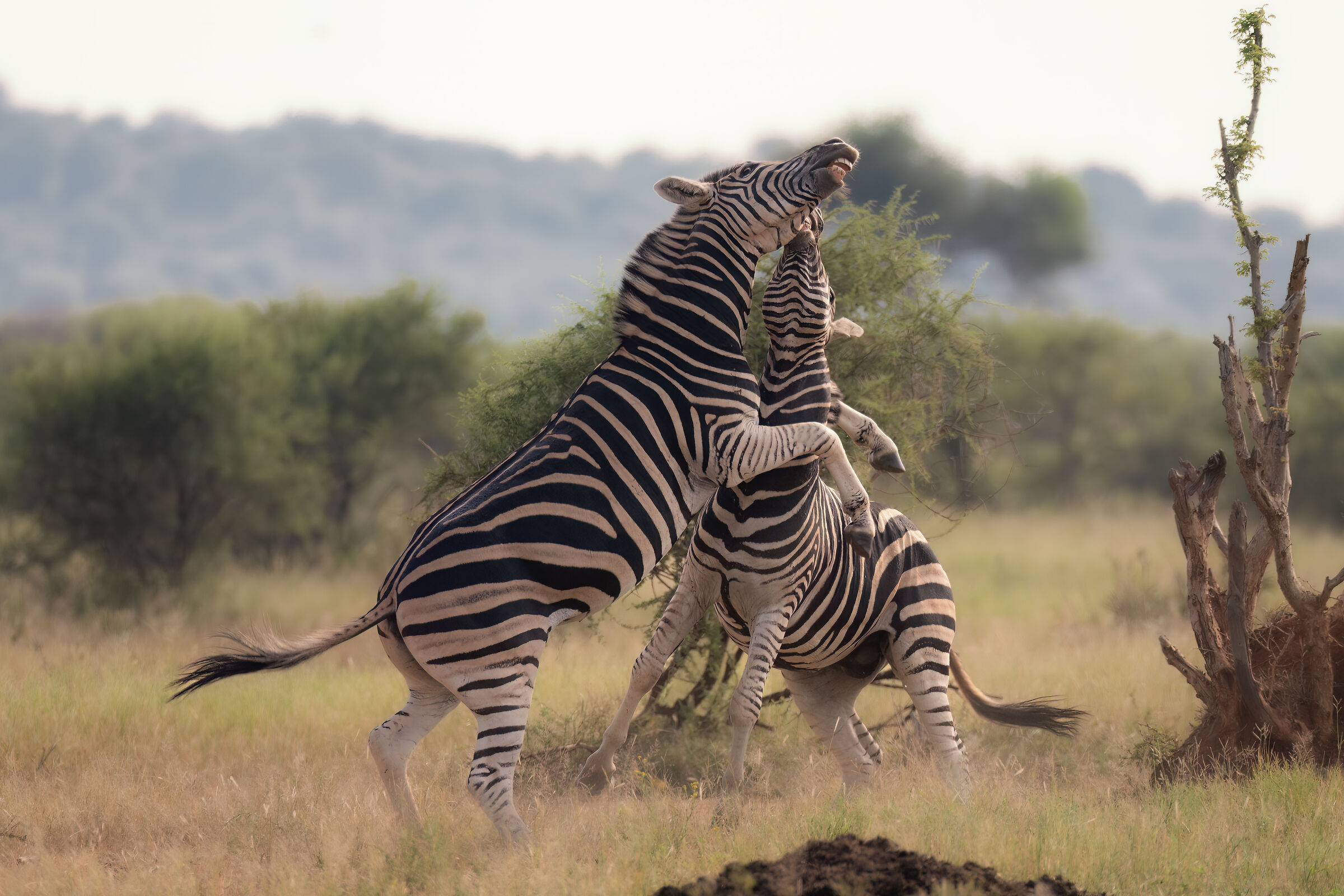Zebra Fighting