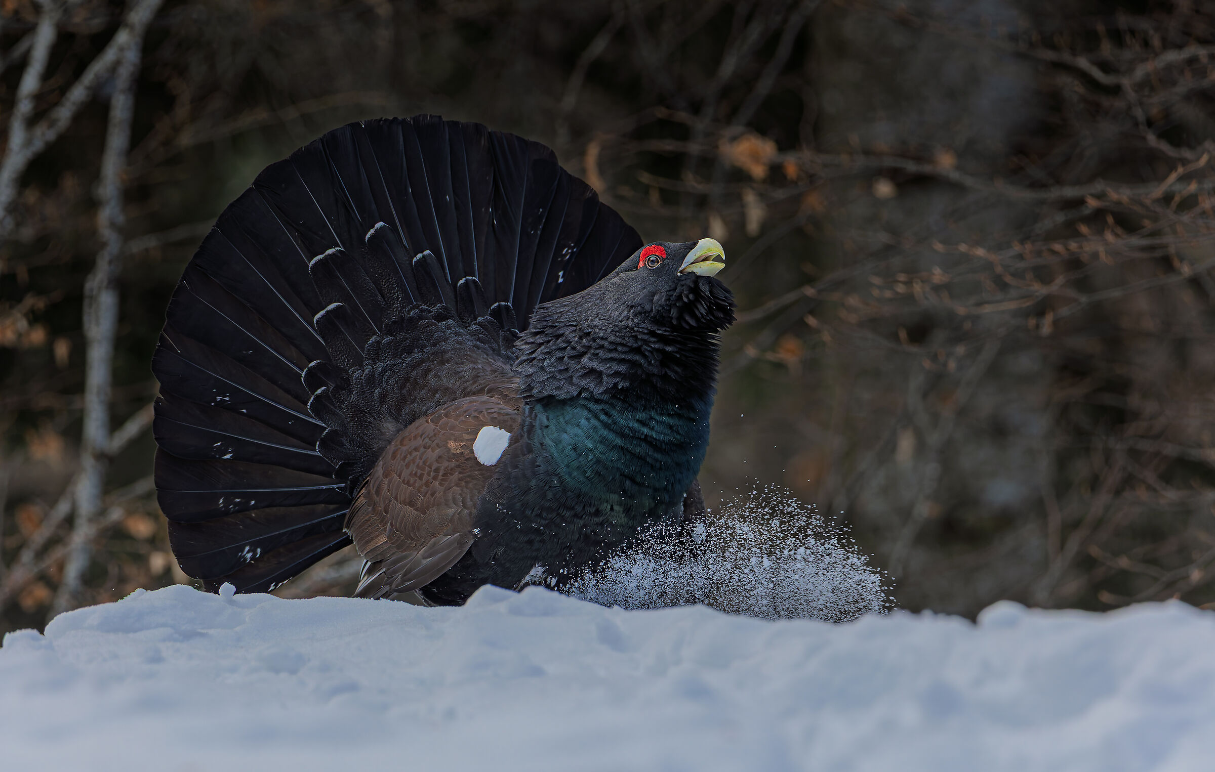 Capercaillie