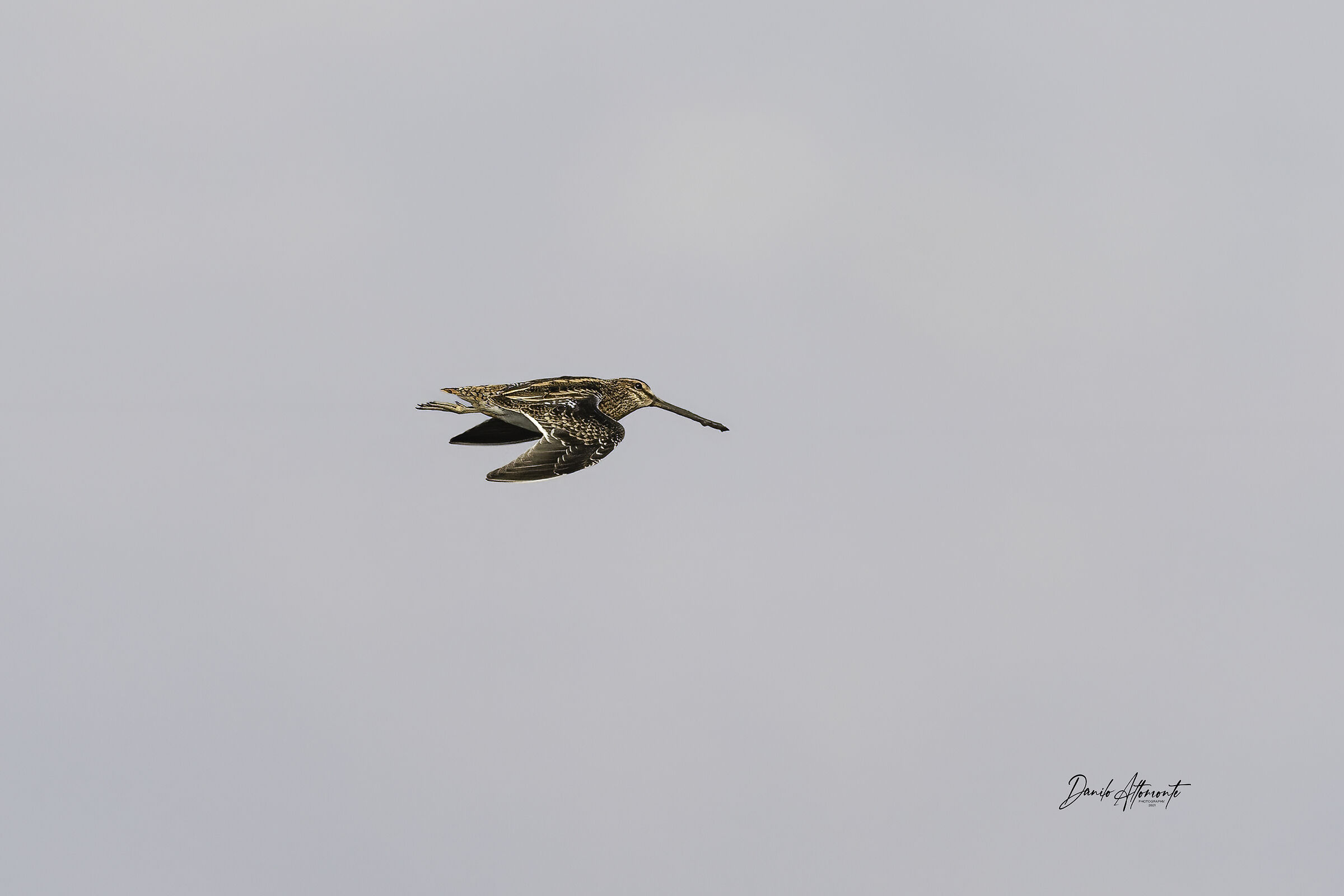 Snipe
