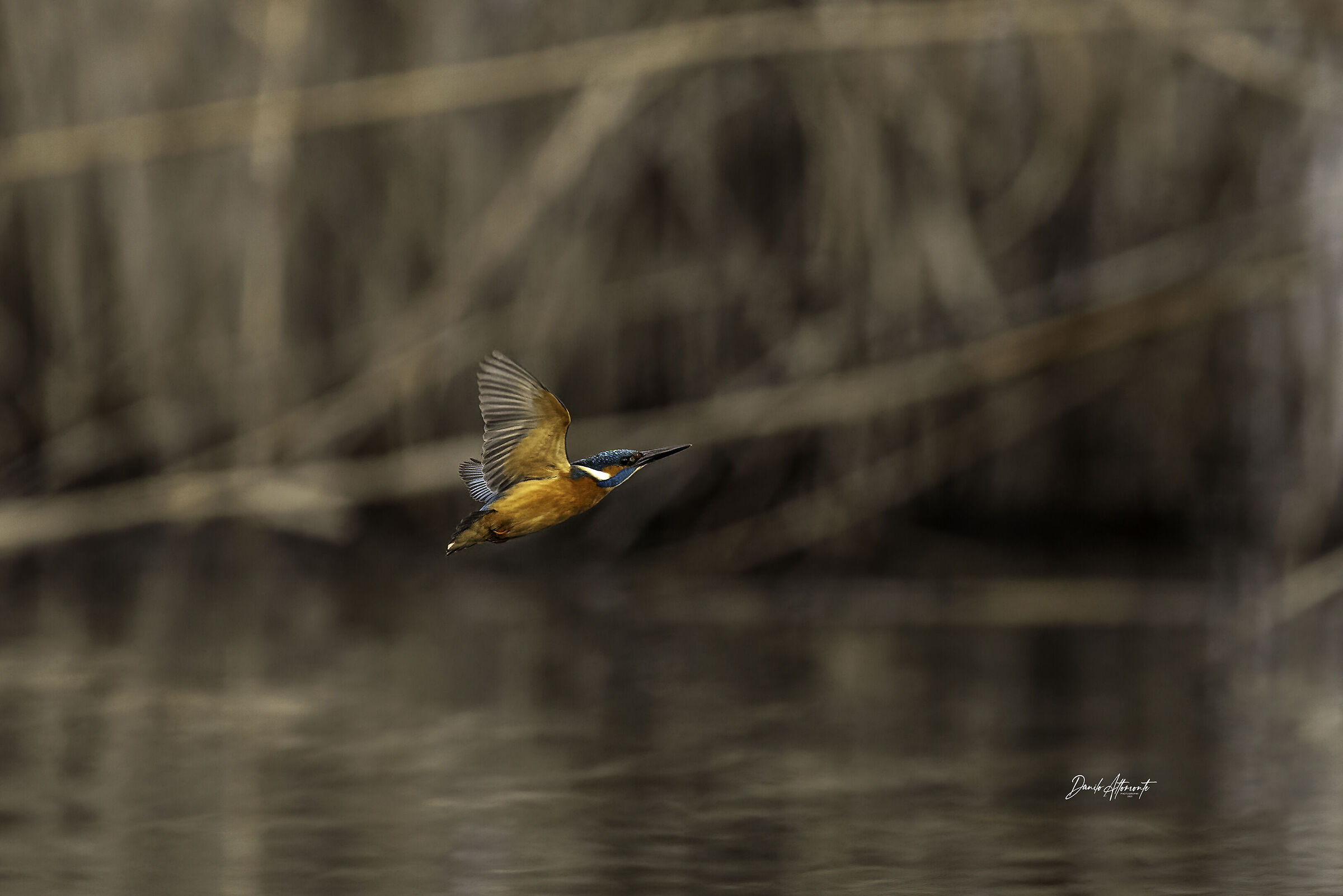 Kingfisher