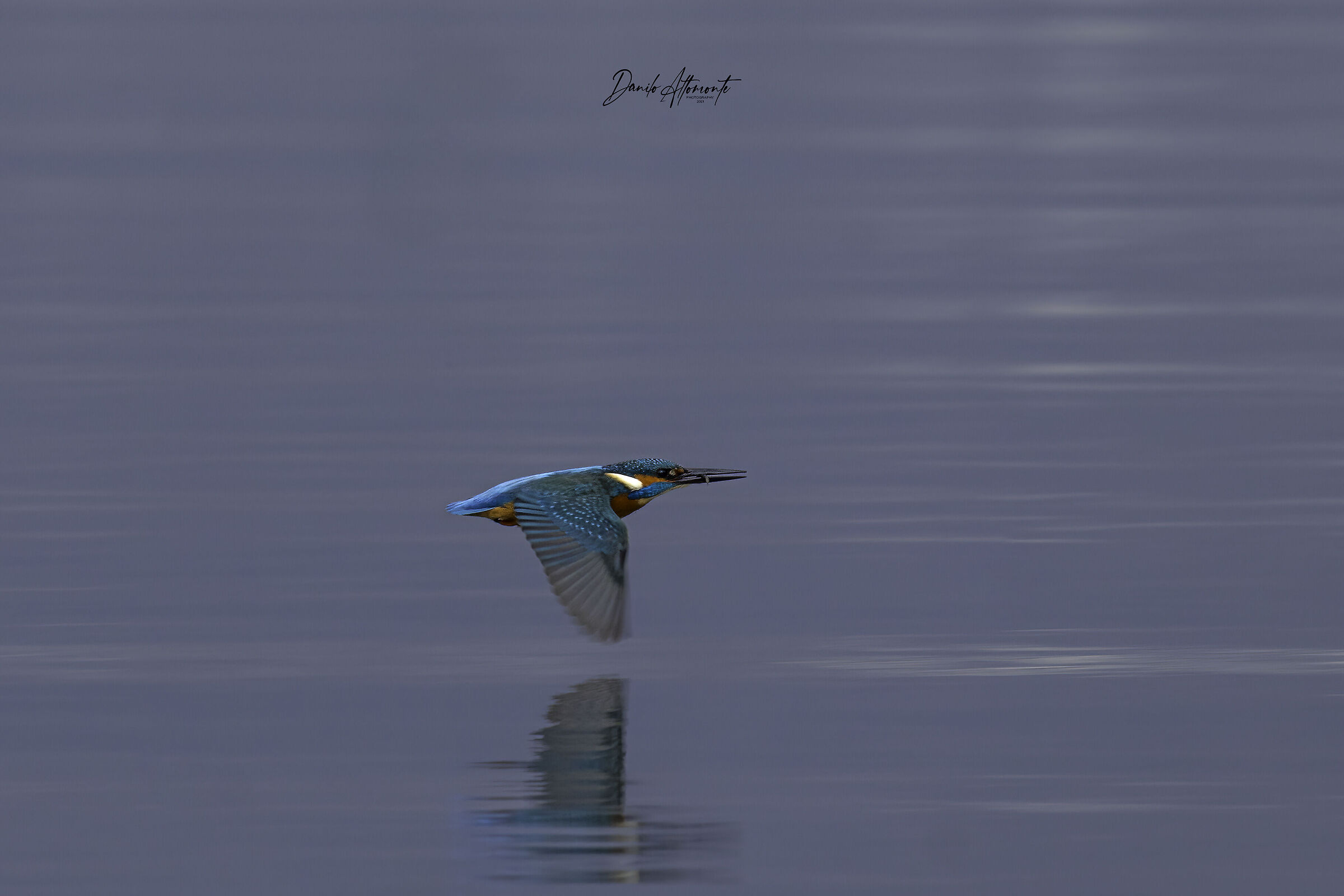 Kingfisher