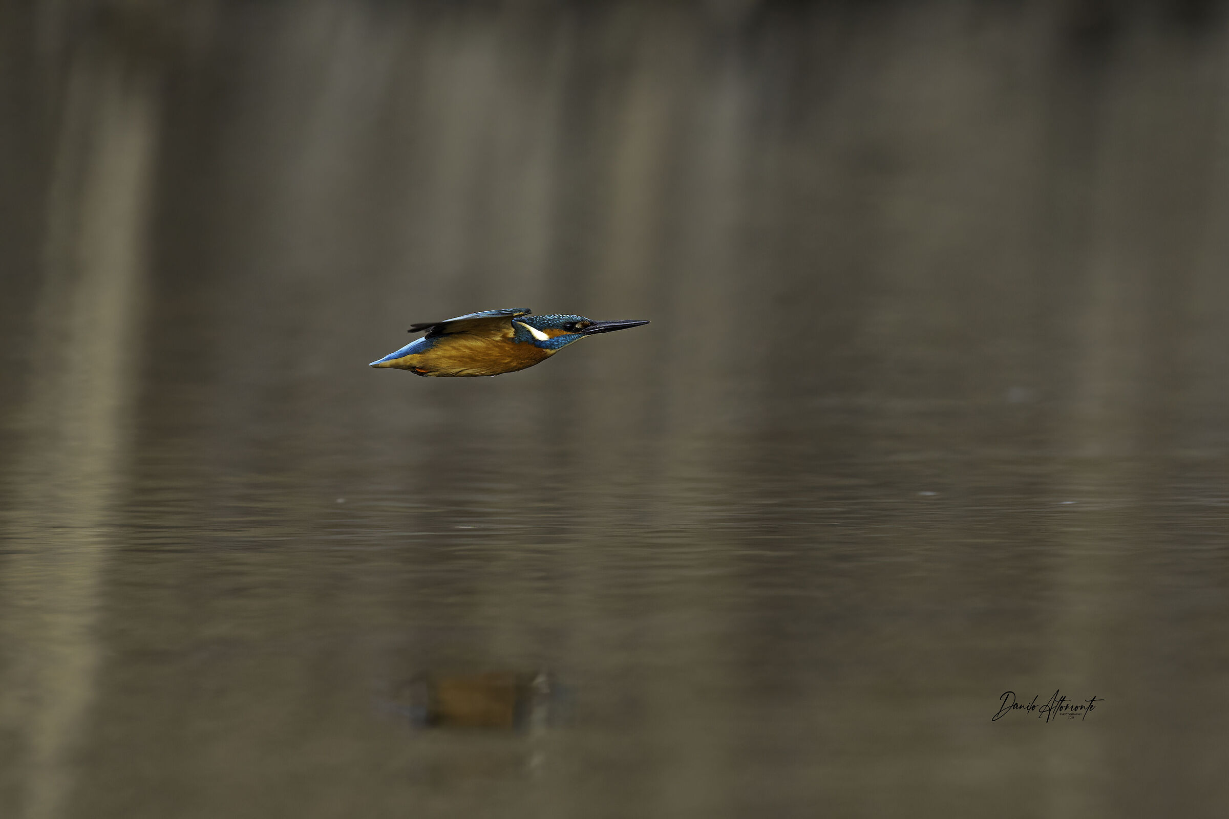 Kingfisher