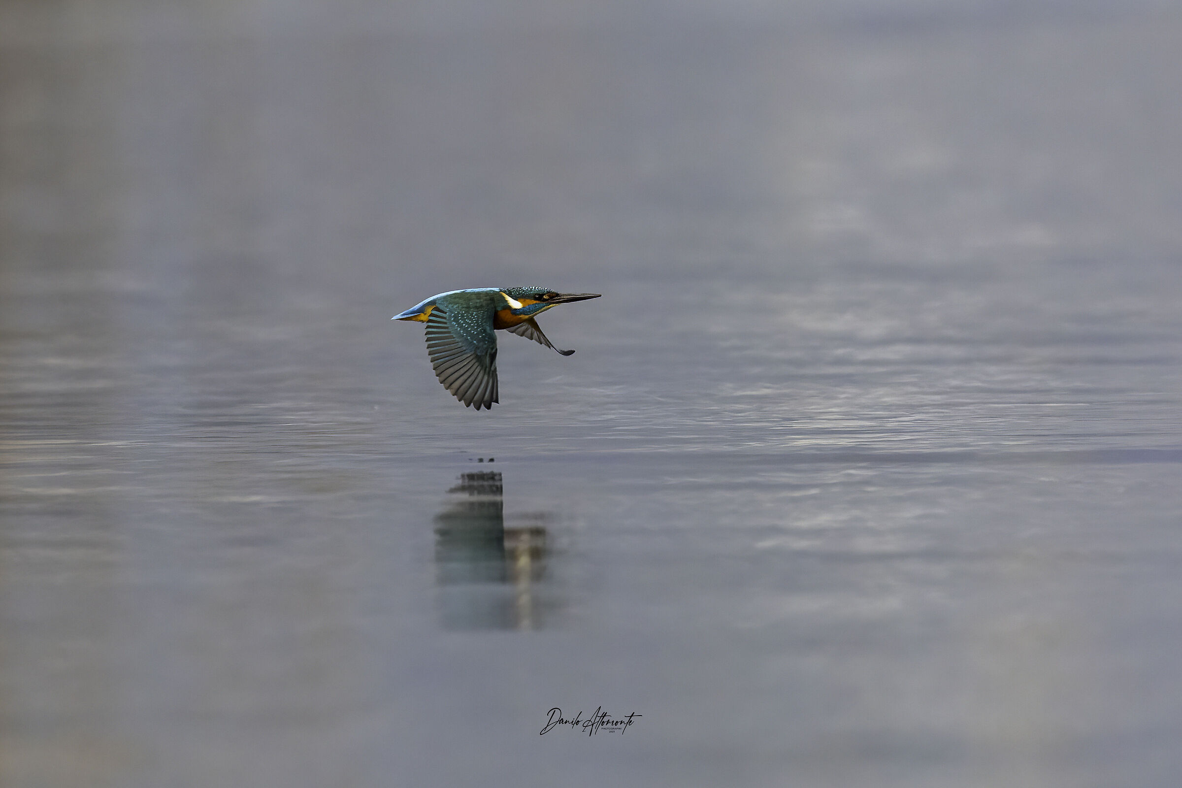 Kingfisher