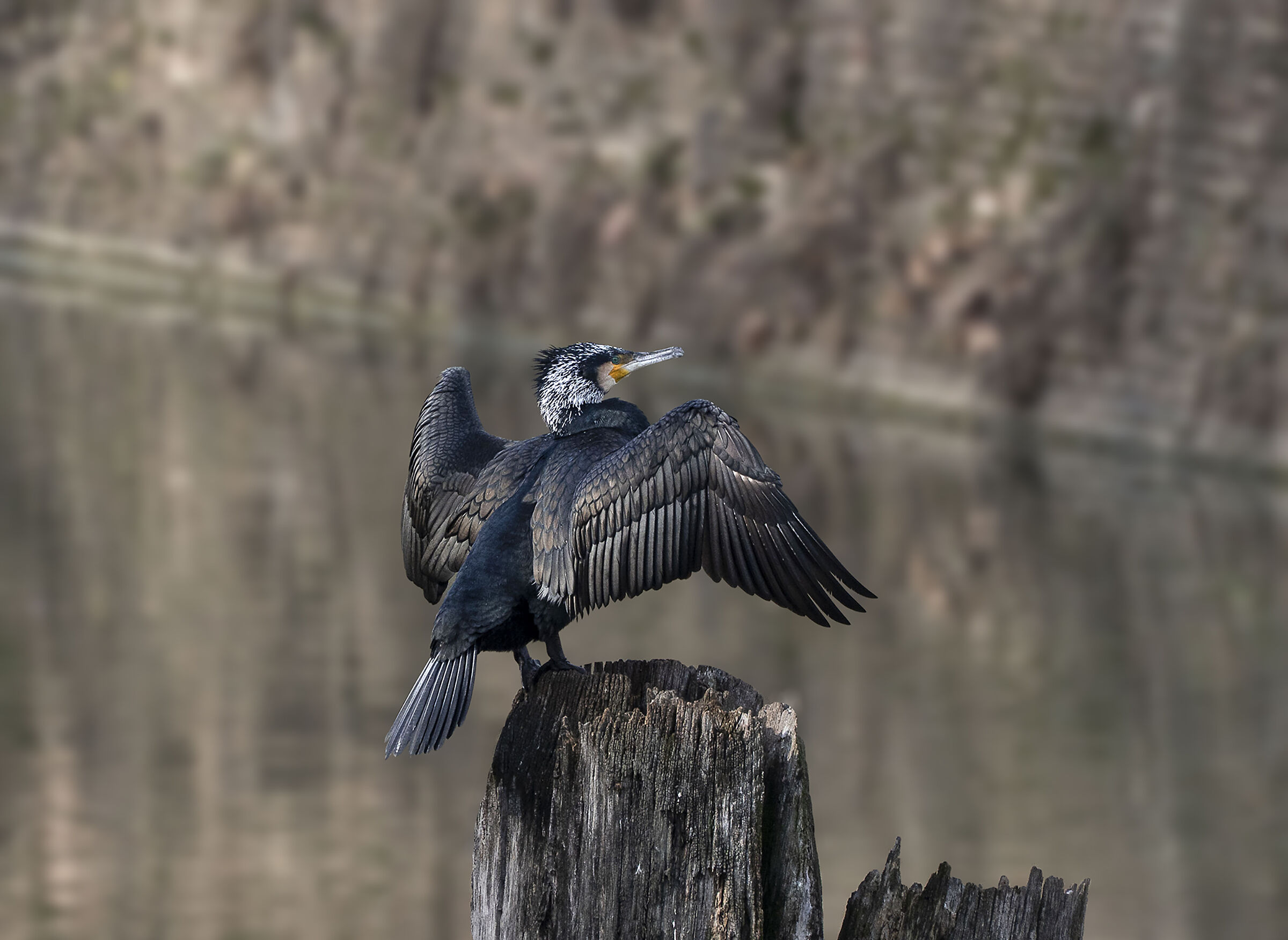 Cormorano