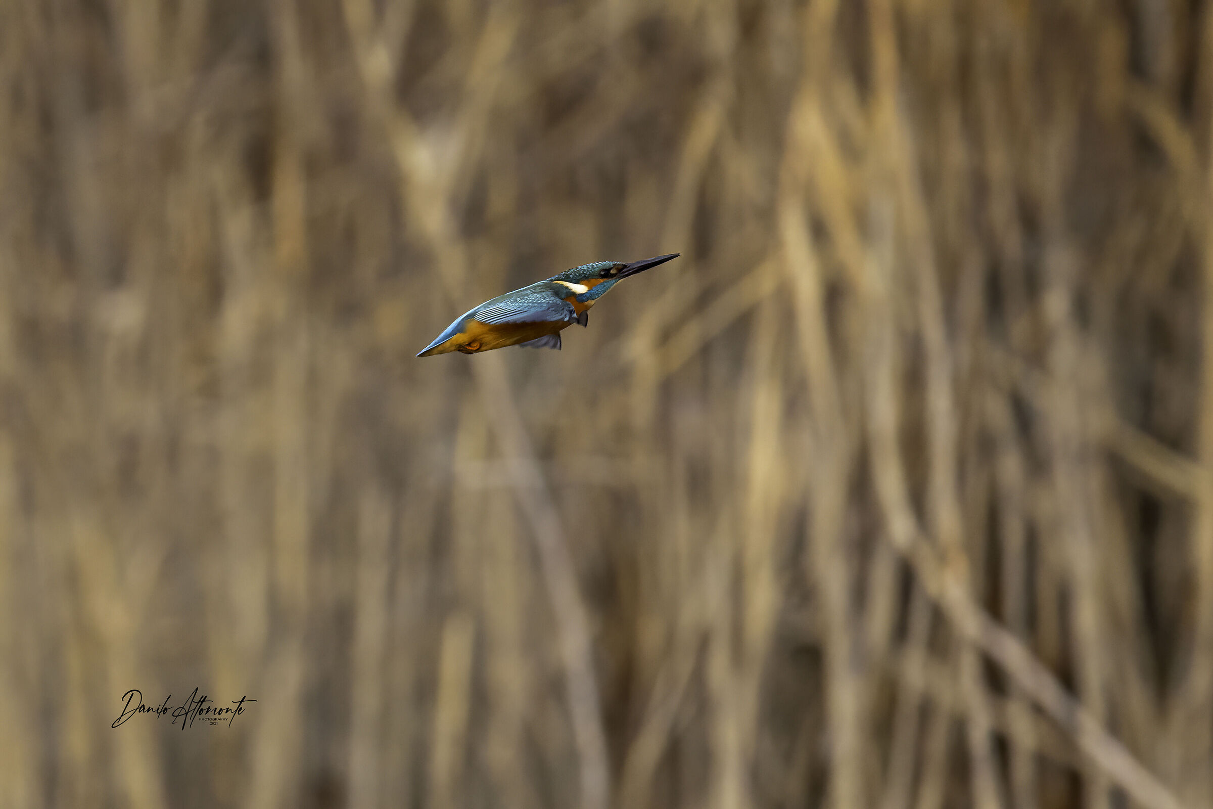 Kingfisher