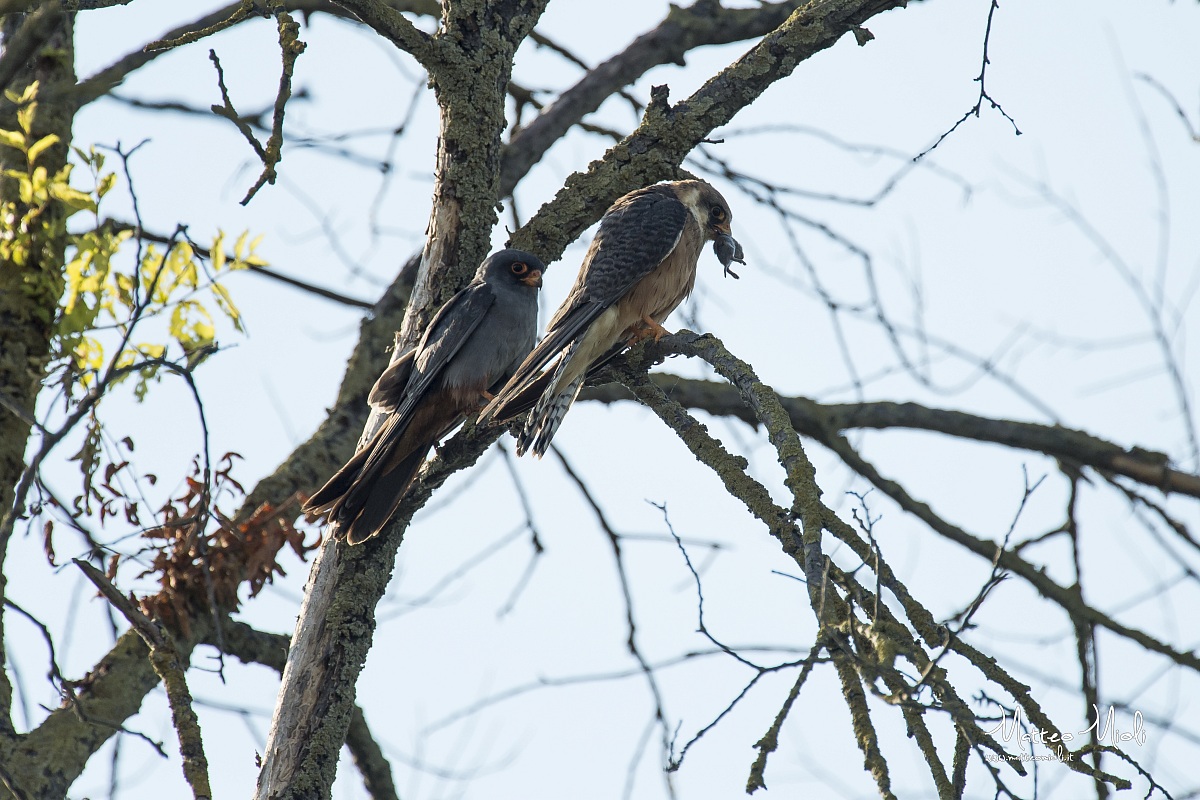 Pair of Cuckoos